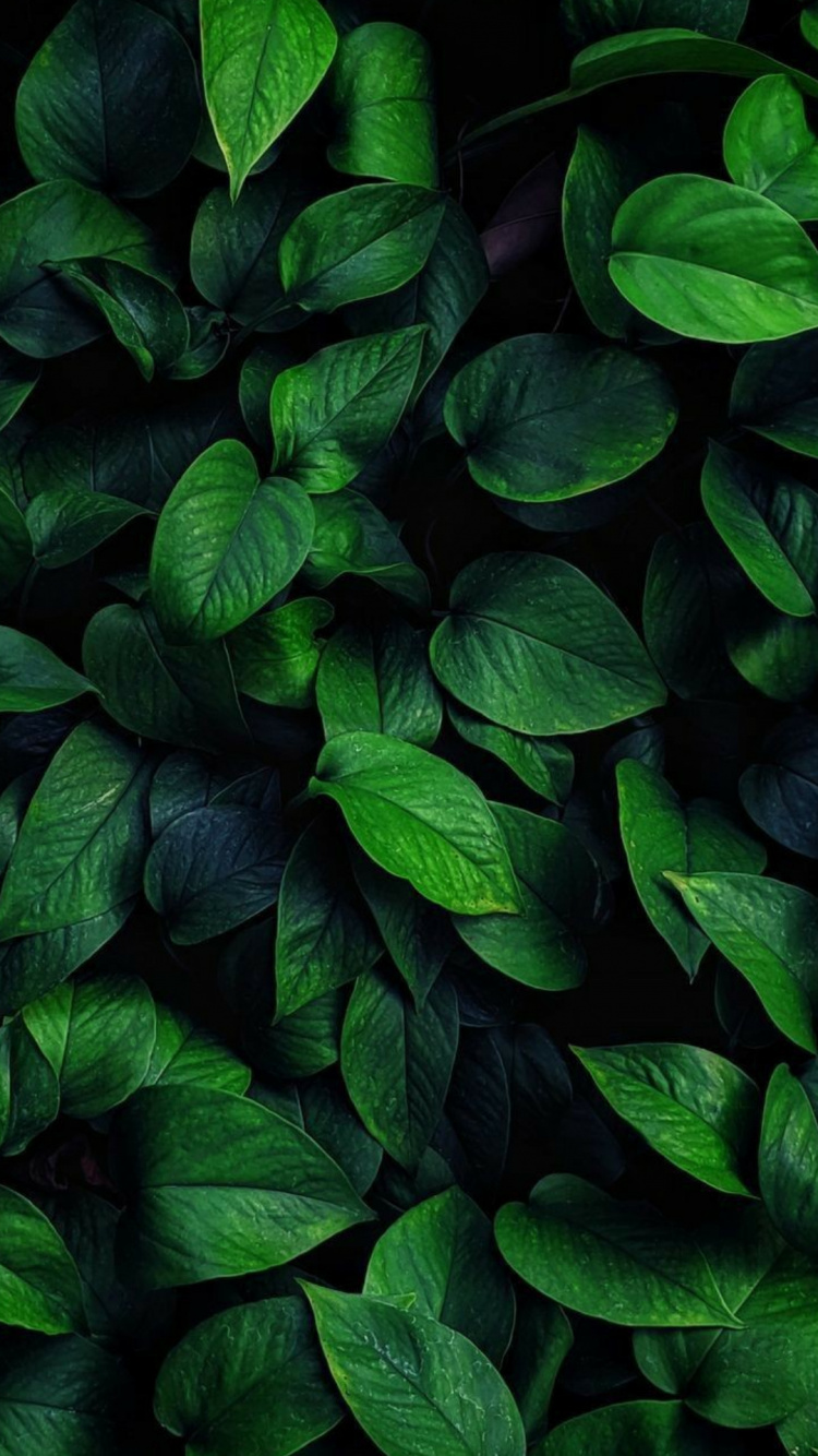 Обои растение, растительность, наземное растение, почвопокровная, цветковое растение в разрешении 750x1334