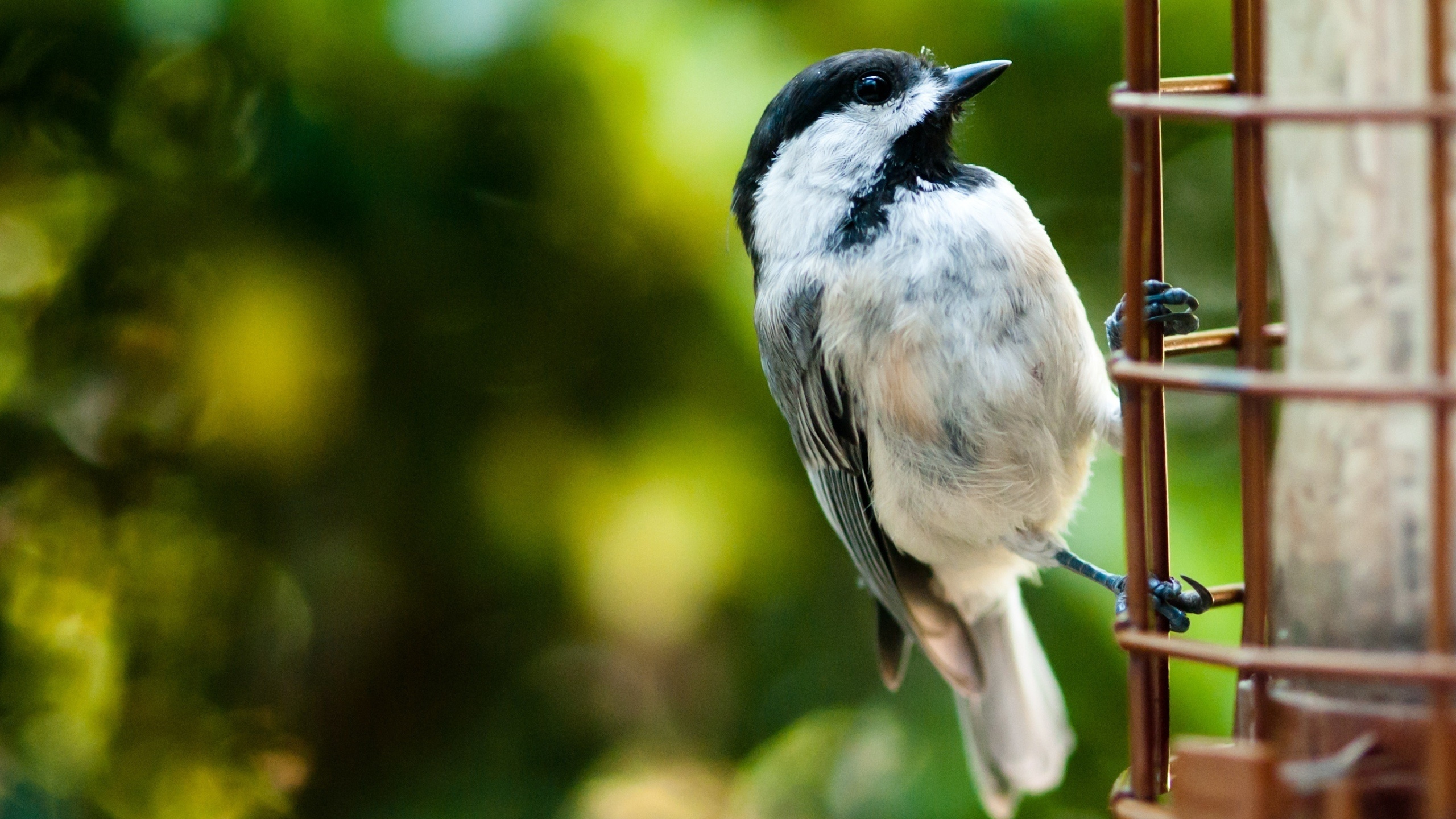 Обои птица, клюв, живая природа, мухоловок, веточка в разрешении 2560x1440