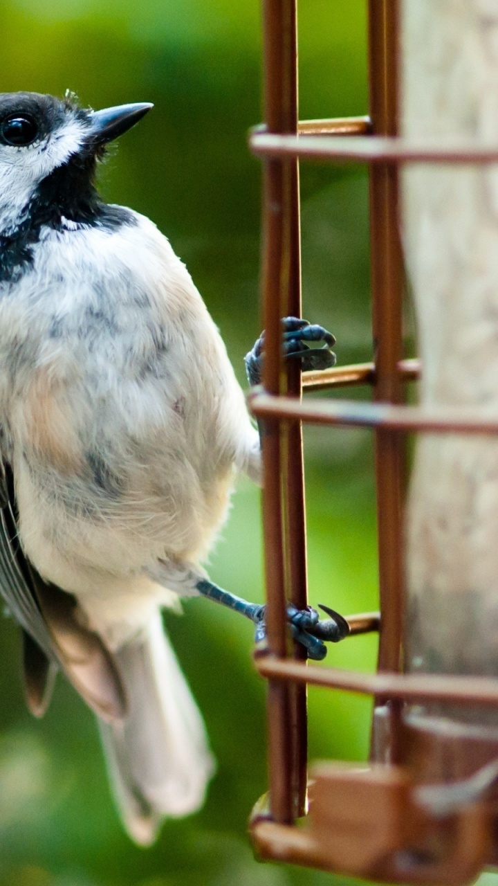 Обои птица, клюв, живая природа, мухоловок, веточка в разрешении 720x1280