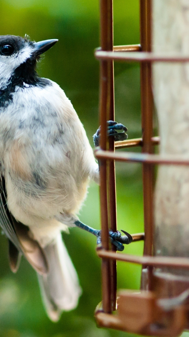 Обои птица, клюв, живая природа, мухоловок, веточка в разрешении 750x1334