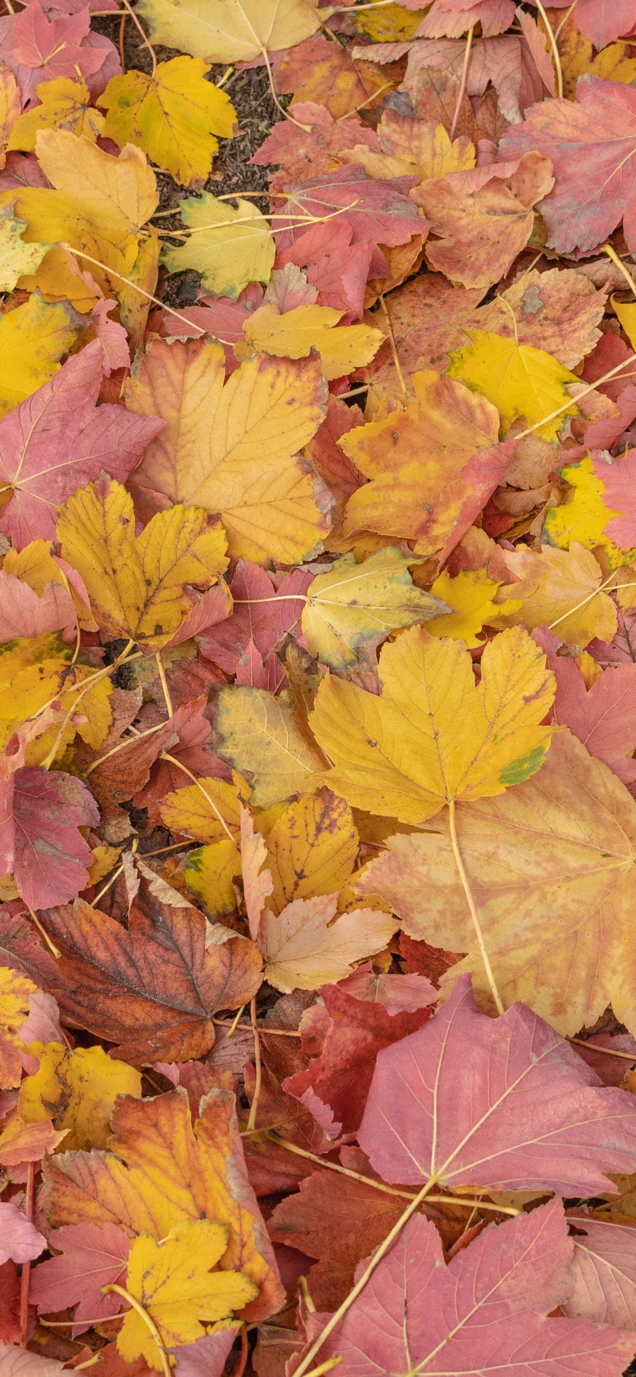 Обои лист, биология, растение, природа, ботаники в разрешении 1242x2688