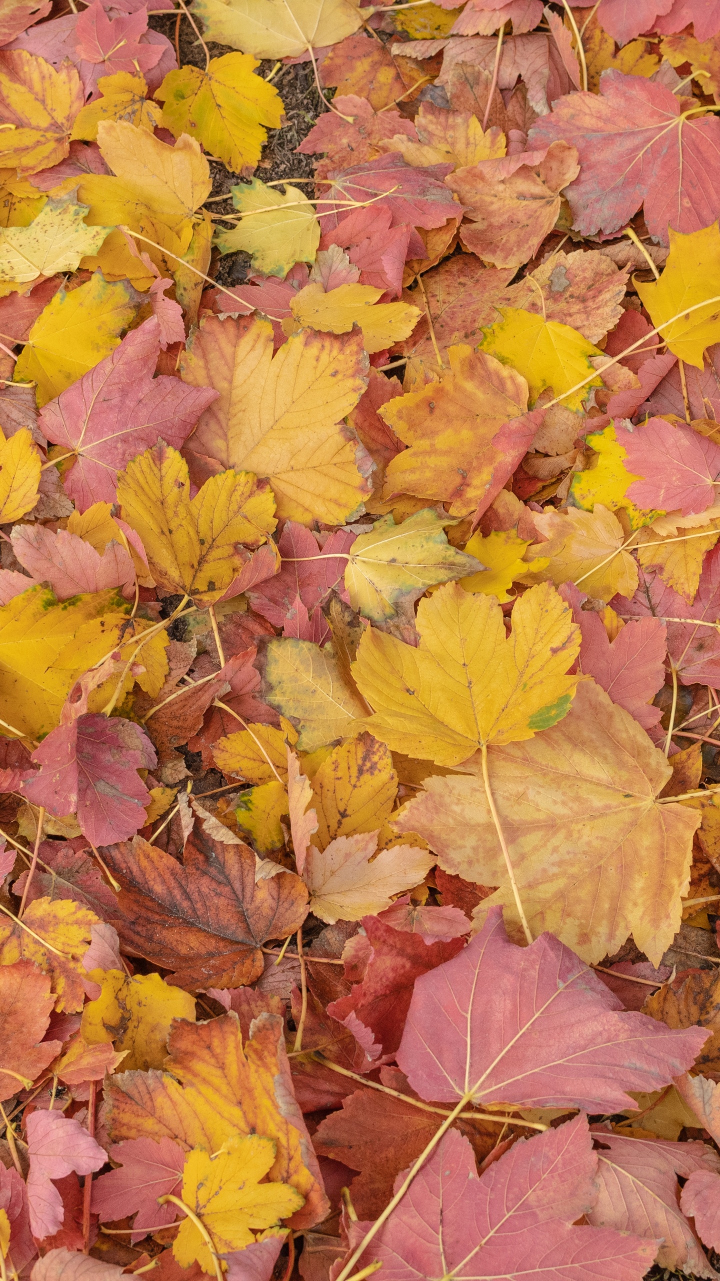 Обои лист, биология, растение, природа, ботаники в разрешении 1440x2560