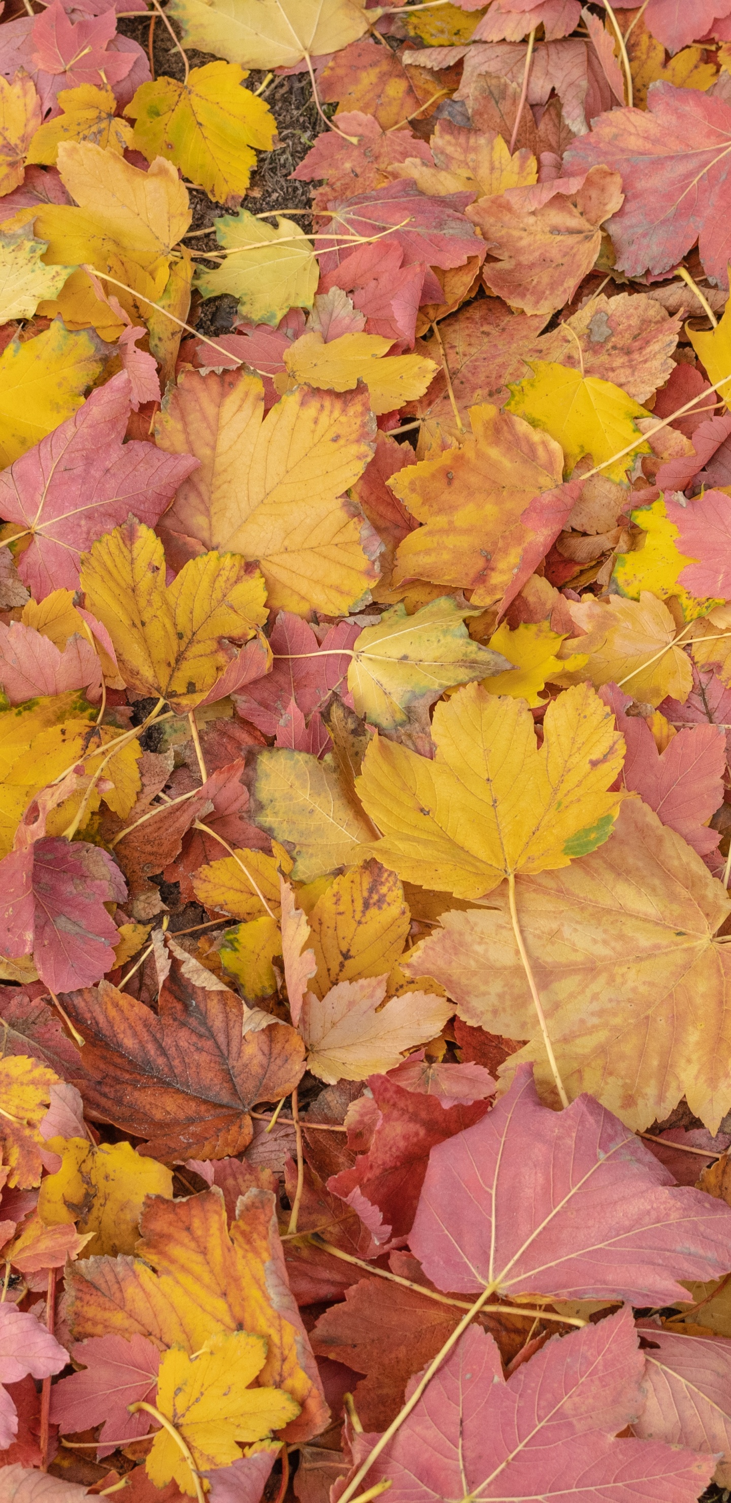 Обои лист, биология, растение, природа, ботаники в разрешении 1440x2960