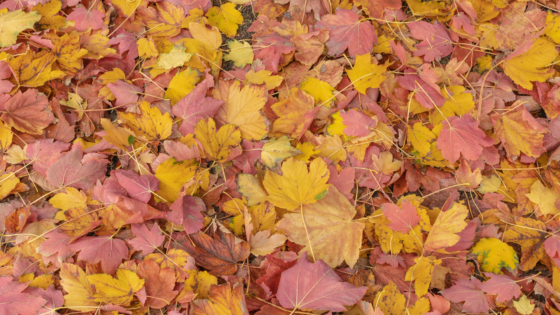 Обои лист, биология, растение, природа, ботаники в разрешении 1920x1080