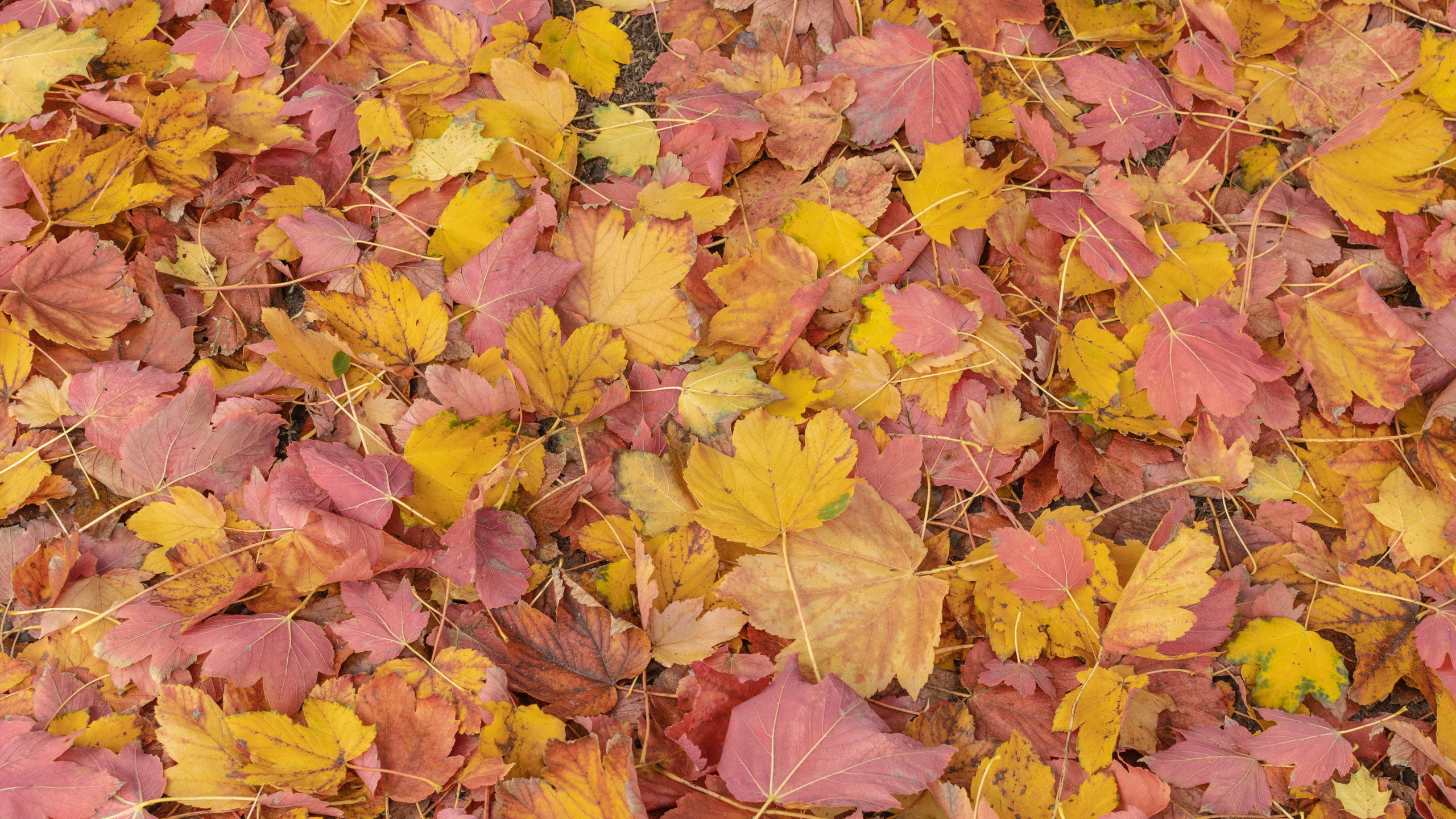 Обои лист, биология, растение, природа, ботаники в разрешении 2560x1440