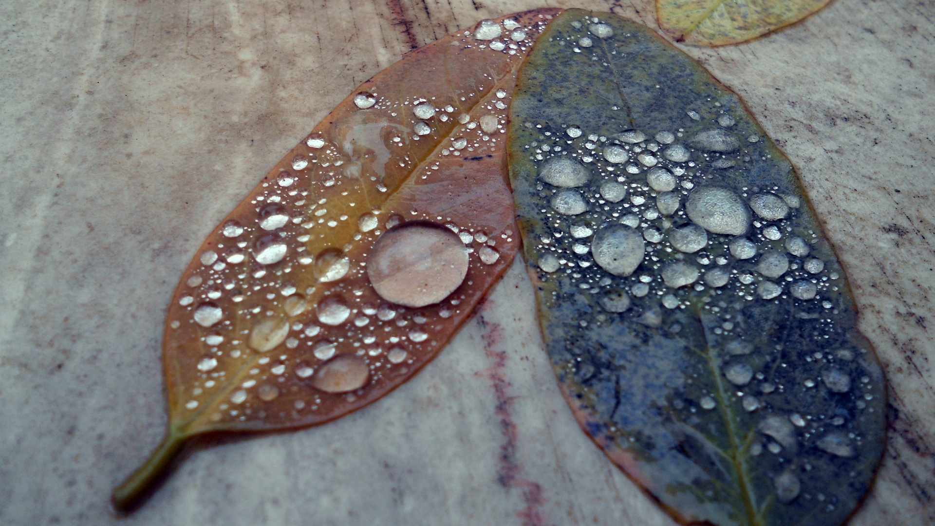Обои вода, свет, макросъемка, листья, дождь в разрешении 1920x1080