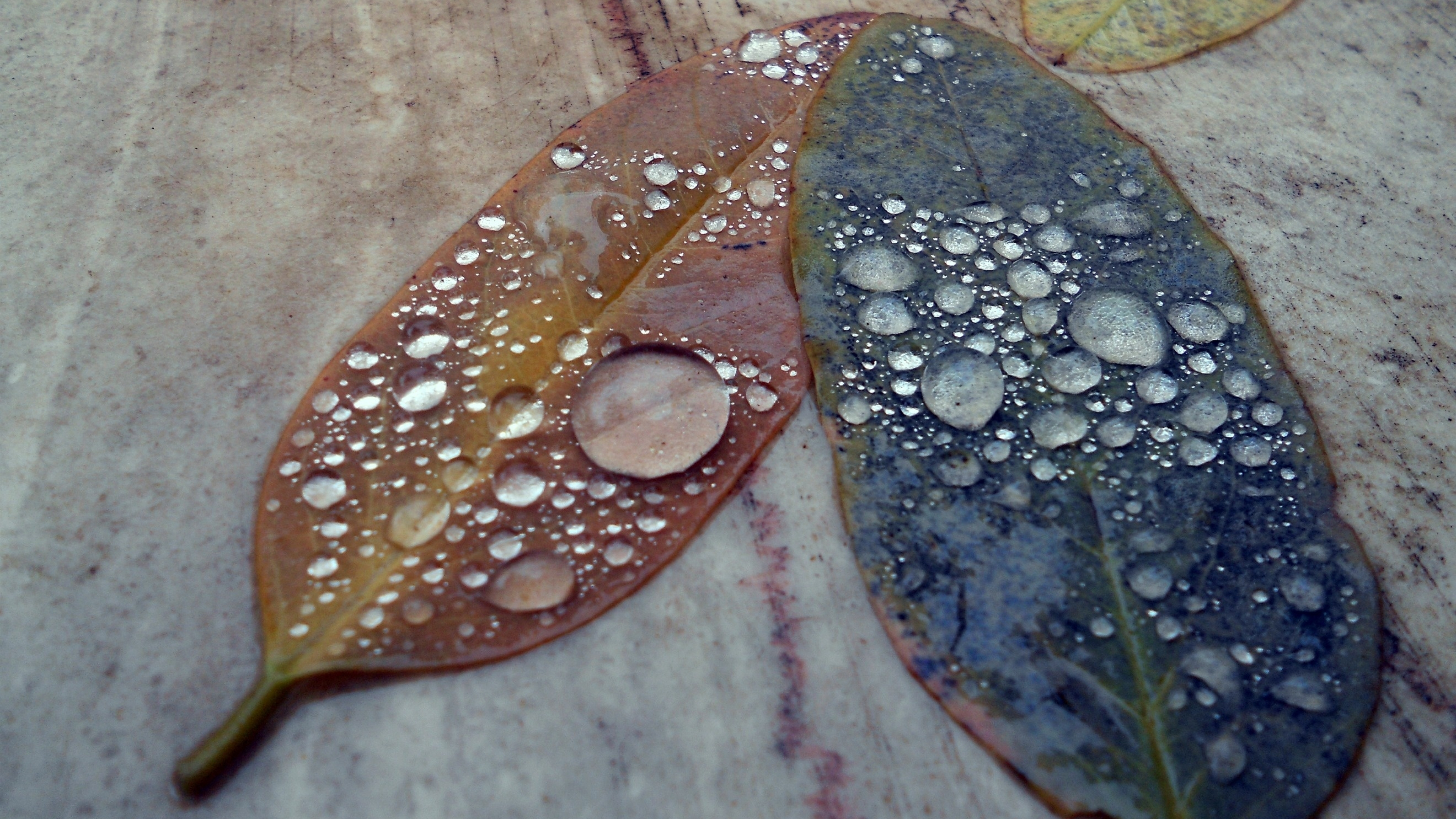 Обои вода, свет, макросъемка, листья, дождь в разрешении 3840x2160