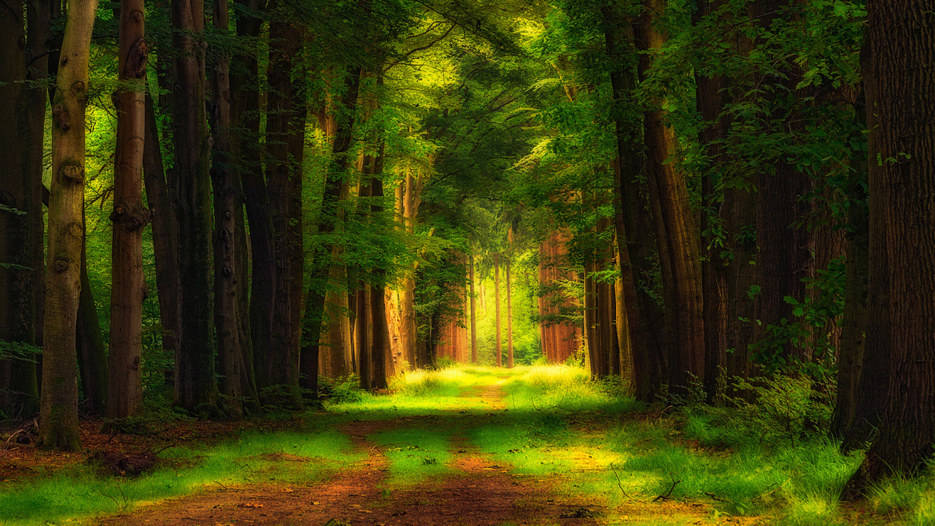 Обои природа, растительность, лес, лесистая местность, тропические леса в разрешении 1366x768