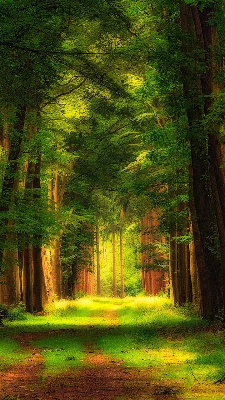 Обои природа, растительность, лес, лесистая местность, тропические леса в разрешении 720x1280