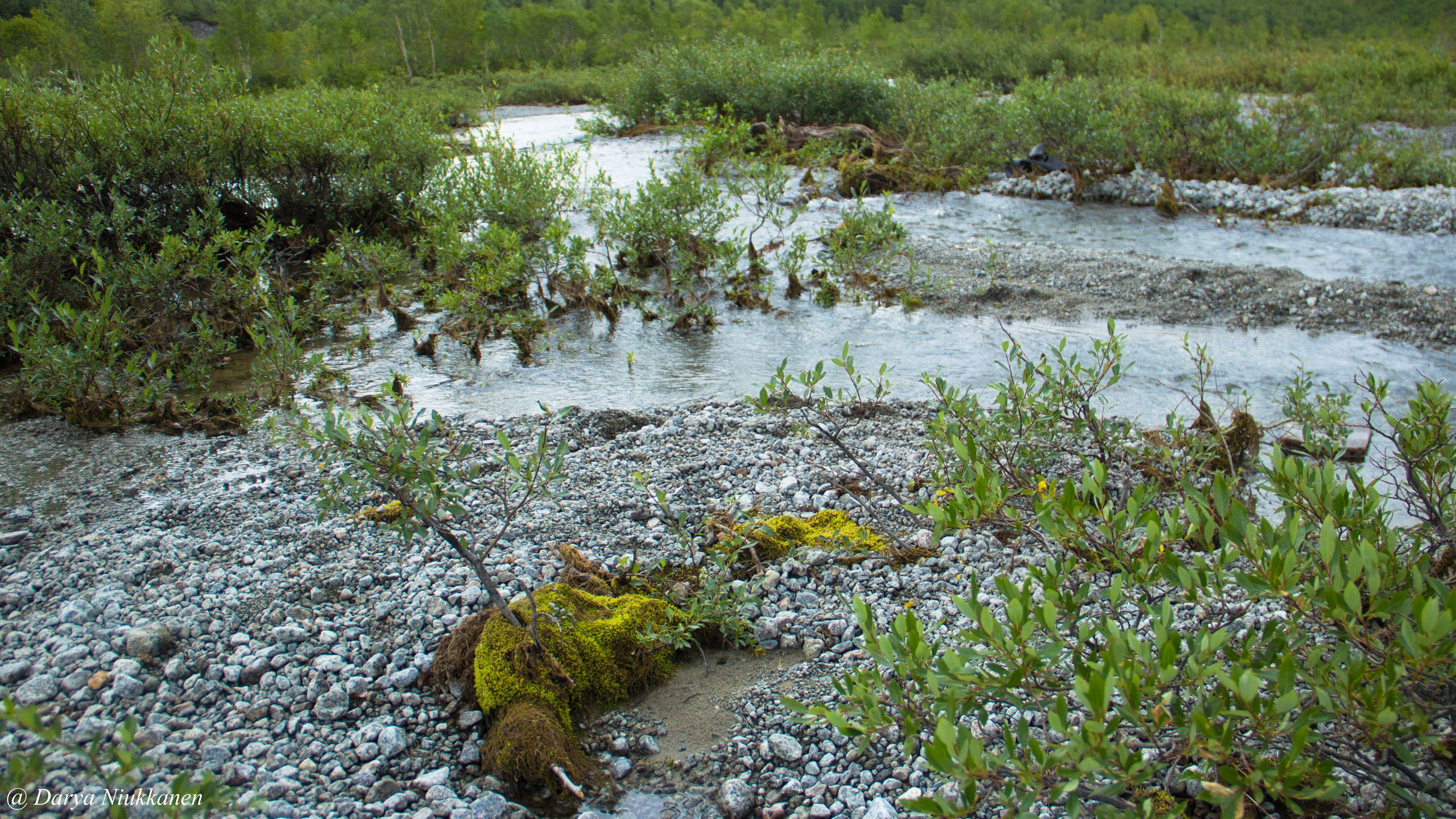 Обои растительность, болото, водоток, природный заповедник, прибрежные зоны в разрешении 2560x1440