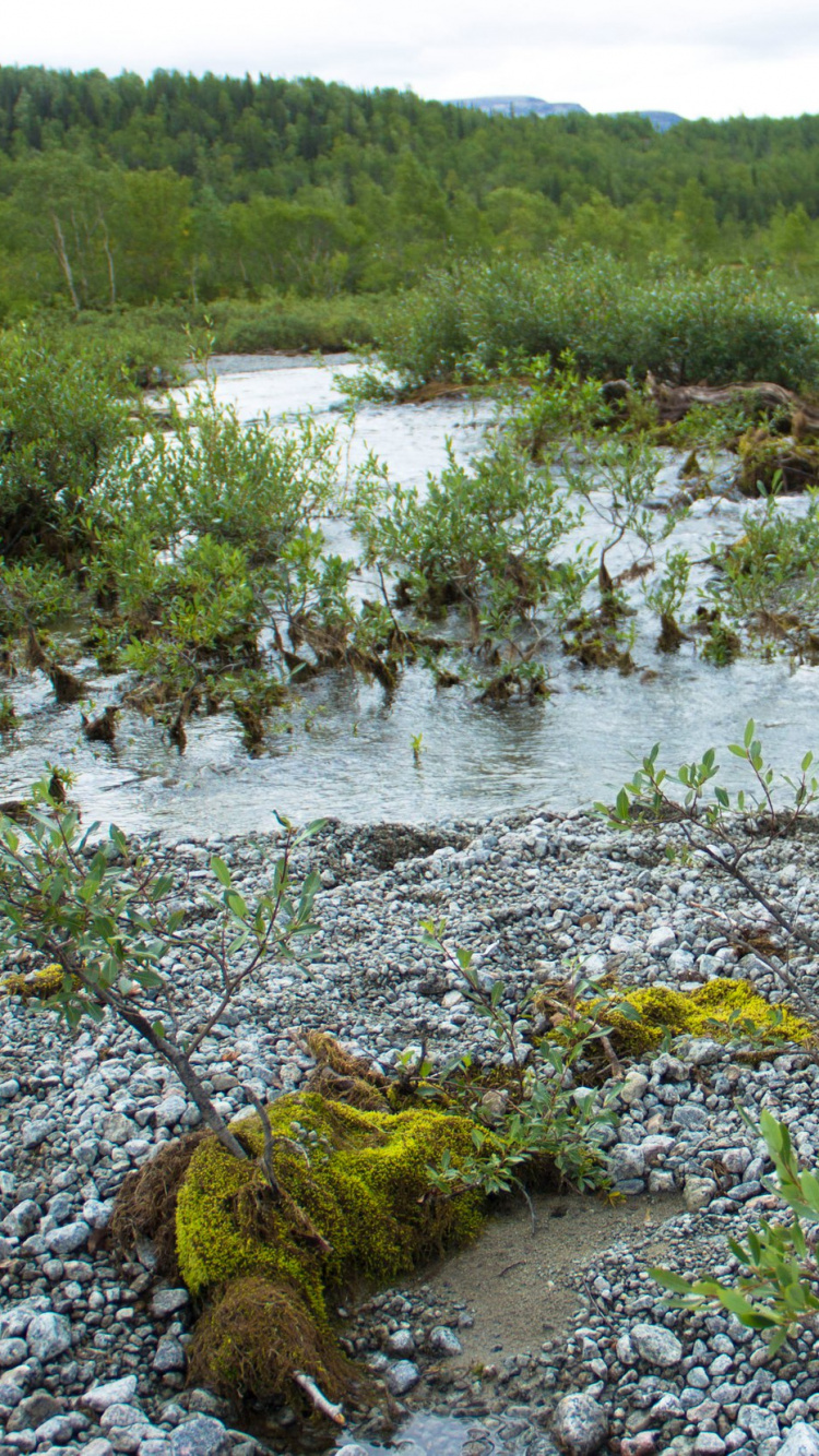 Обои растительность, болото, водоток, природный заповедник, прибрежные зоны в разрешении 750x1334