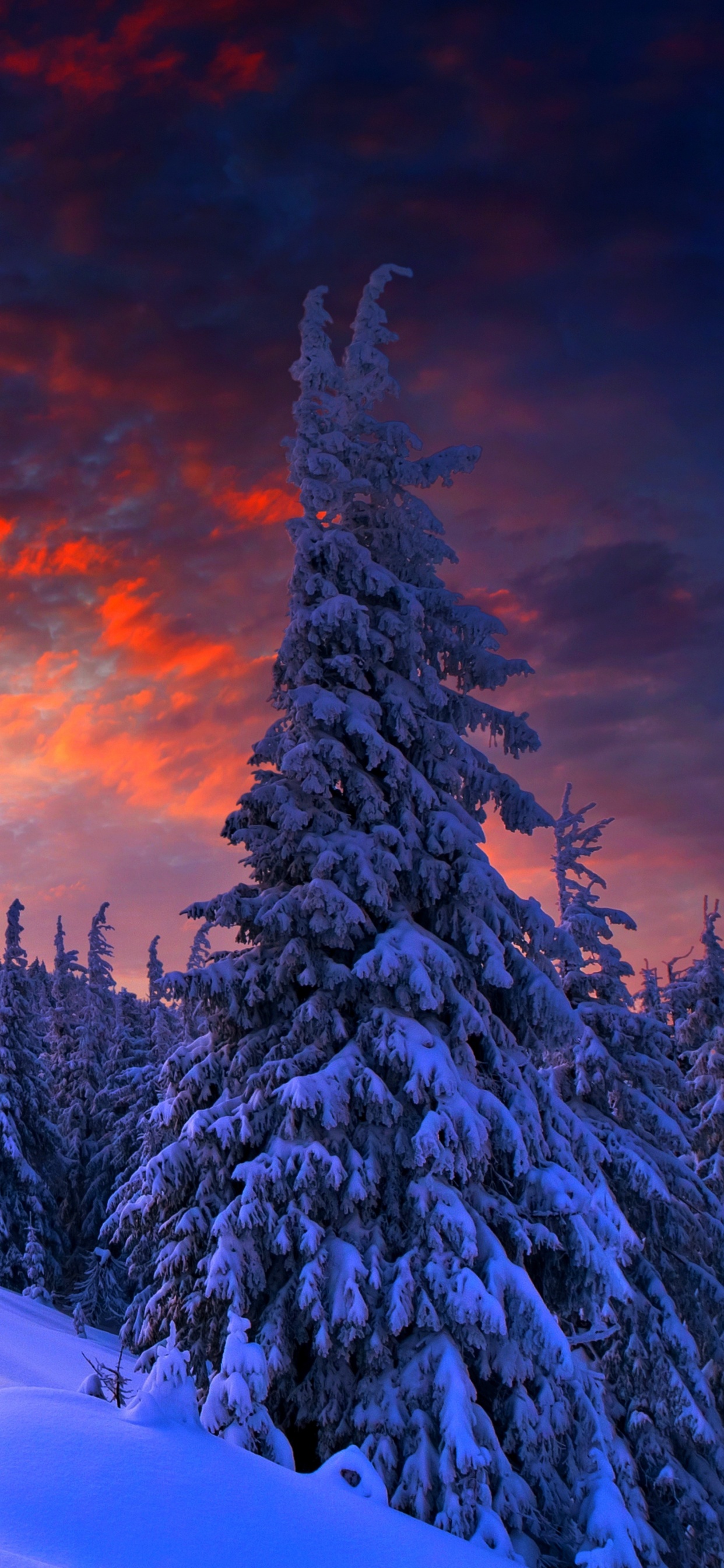 Обои зима, снег, природа, дерево, замораживание в разрешении 1242x2688