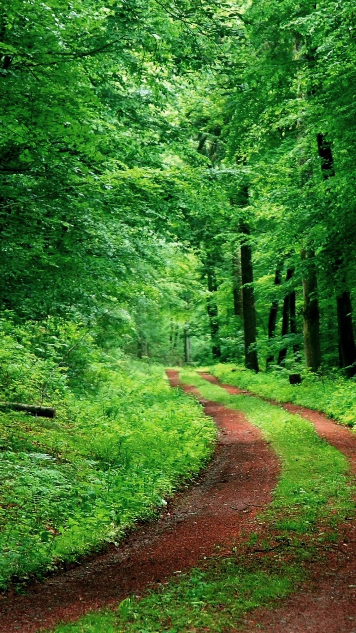 Обои лес, природа, зеленый, природный заповедник, лесистая местность в разрешении 720x1280