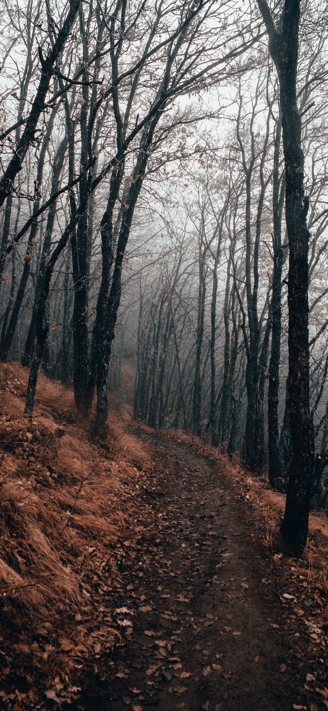 Обои дерево, лес, лесистая местность, природа, природный ландшафт в разрешении 1125x2436