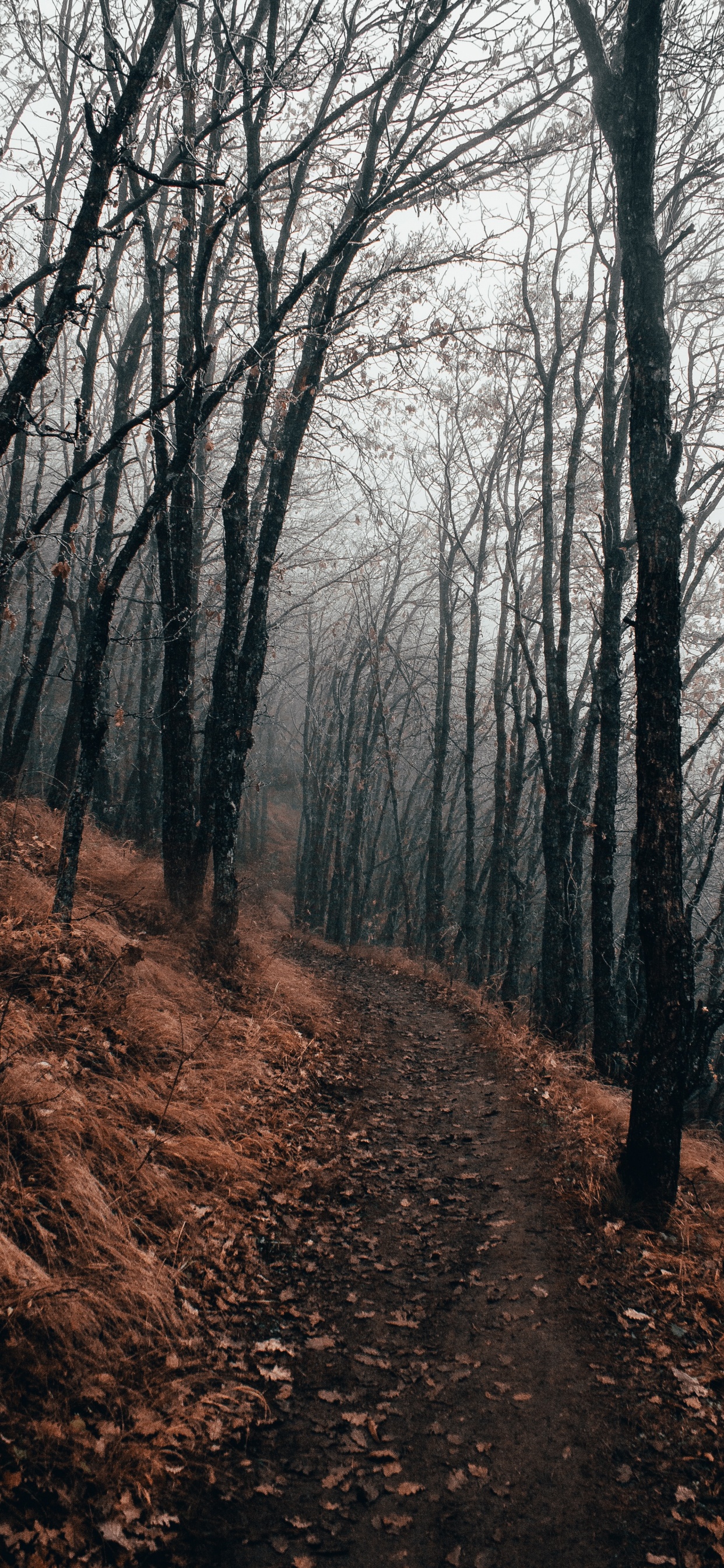 Обои дерево, лес, лесистая местность, природа, природный ландшафт в разрешении 1242x2688