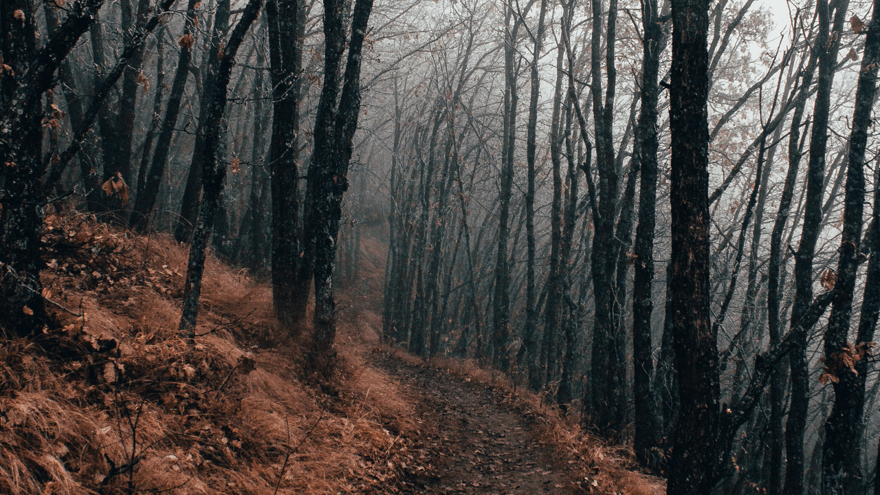 Обои дерево, лес, лесистая местность, природа, природный ландшафт в разрешении 1280x720