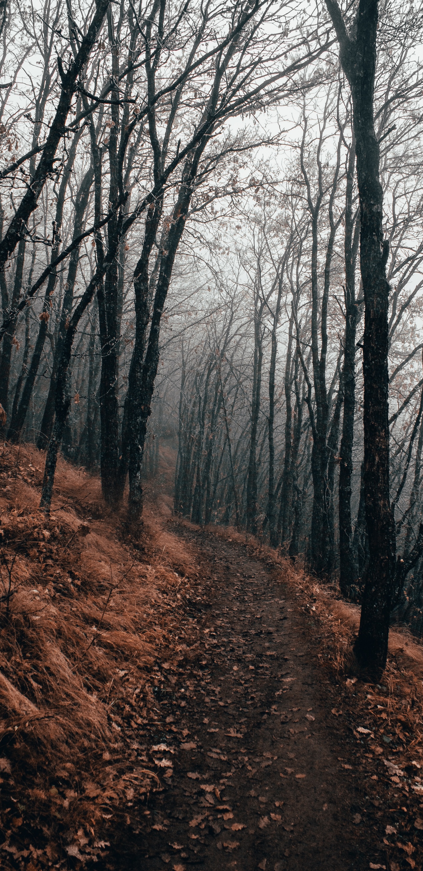 Обои дерево, лес, лесистая местность, природа, природный ландшафт в разрешении 1440x2960