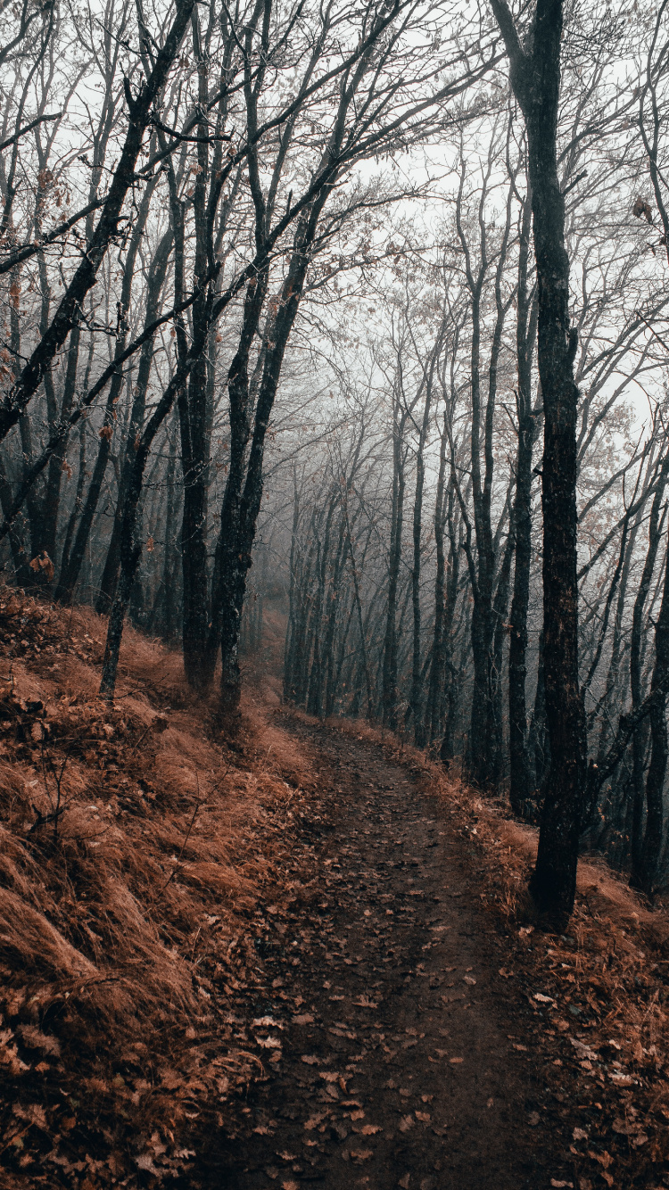 Обои дерево, лес, лесистая местность, природа, природный ландшафт в разрешении 750x1334