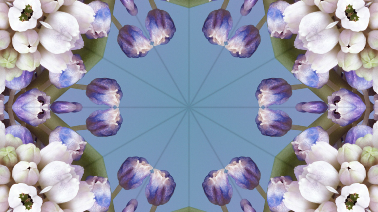 Обои iOS 17, ios 17 алейдоскоп, Эпл, я уточнила, цветок в разрешении 1280x720