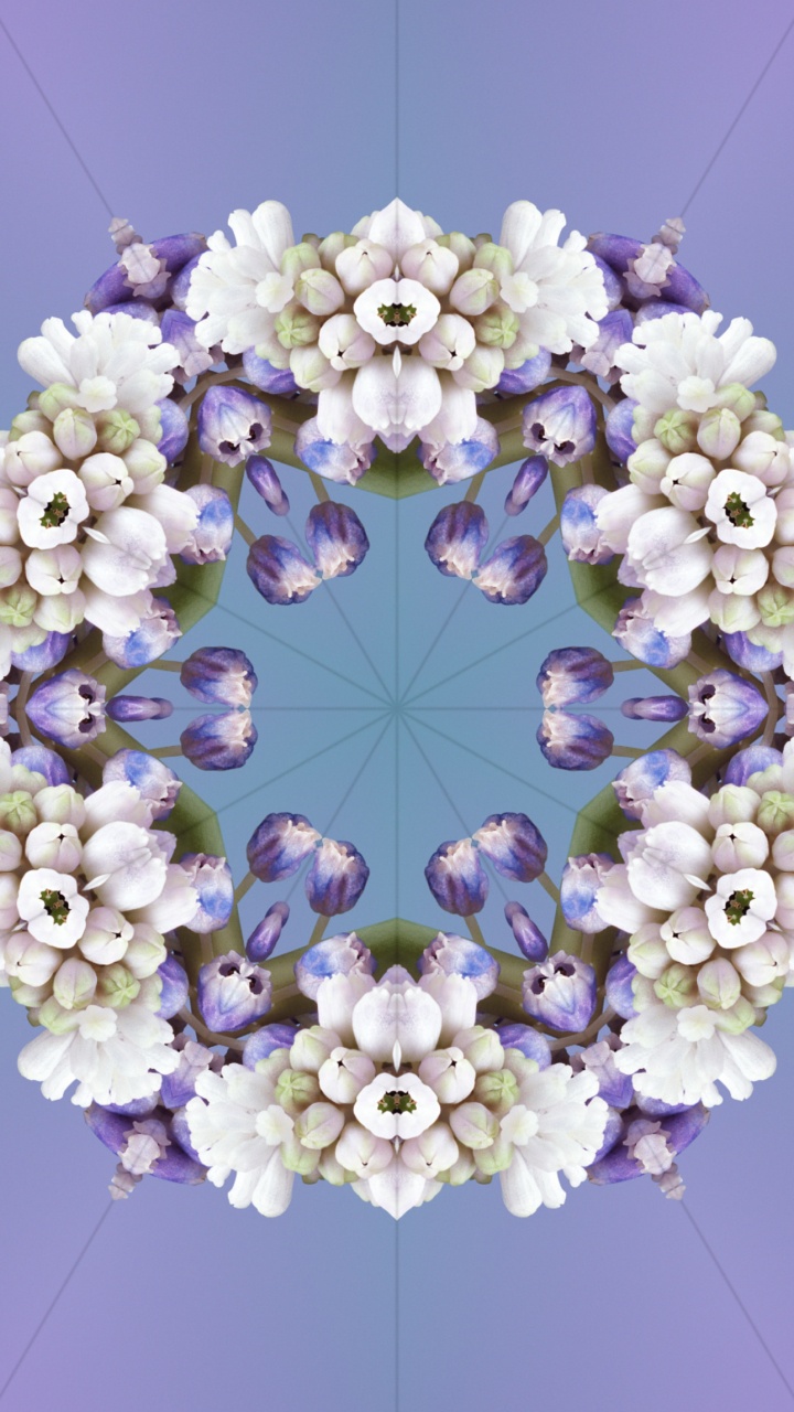 Обои iOS 17, ios 17 алейдоскоп, Эпл, я уточнила, цветок в разрешении 720x1280