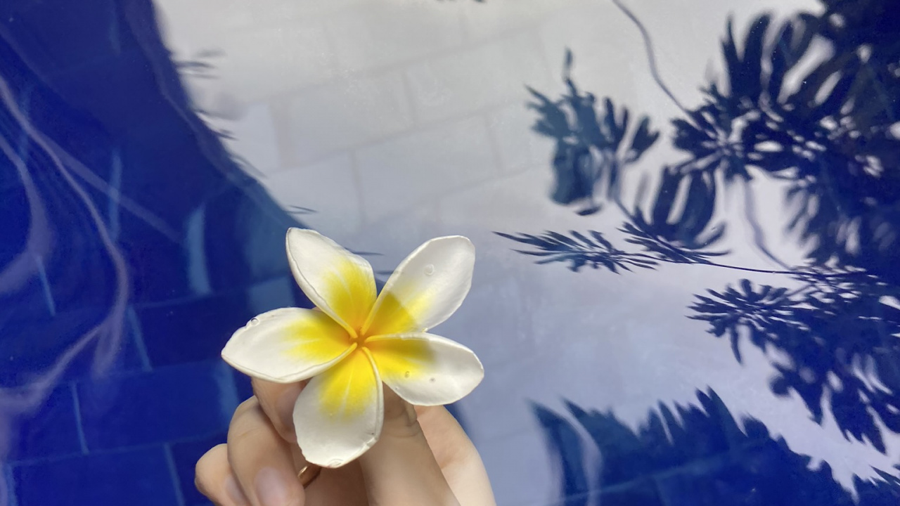 Обои цветок, мажорель синий, лепесток, франжипани, цветковое растение в разрешении 1280x720