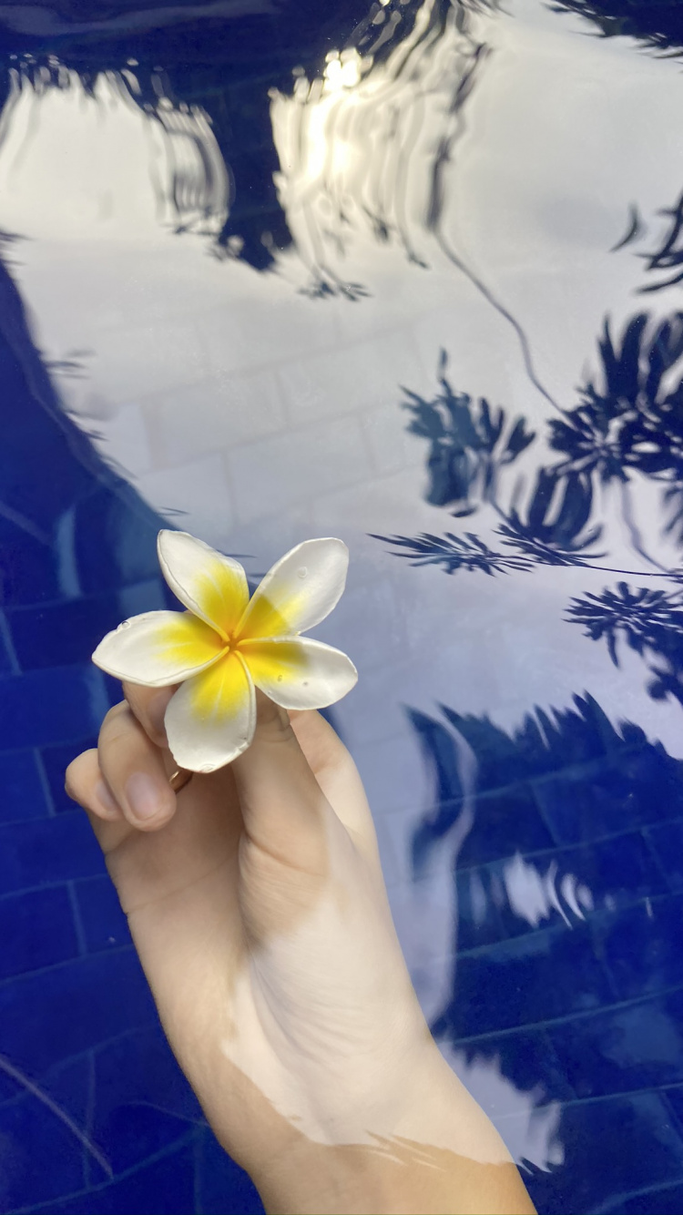 Обои цветок, мажорель синий, лепесток, франжипани, цветковое растение в разрешении 750x1334