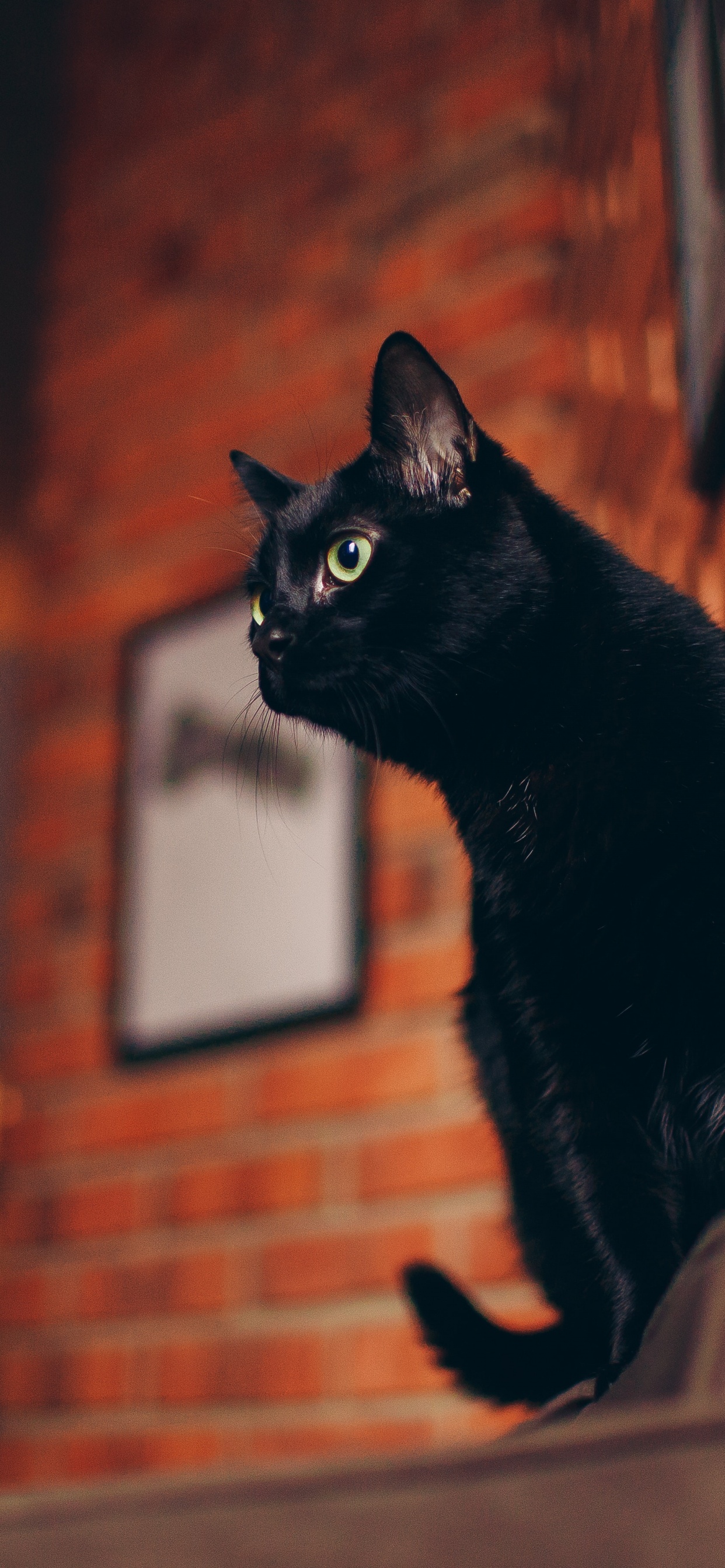 Обои черная кошка, кот, белый кот, биколор кошка, мебель для кошек в разрешении 1242x2688