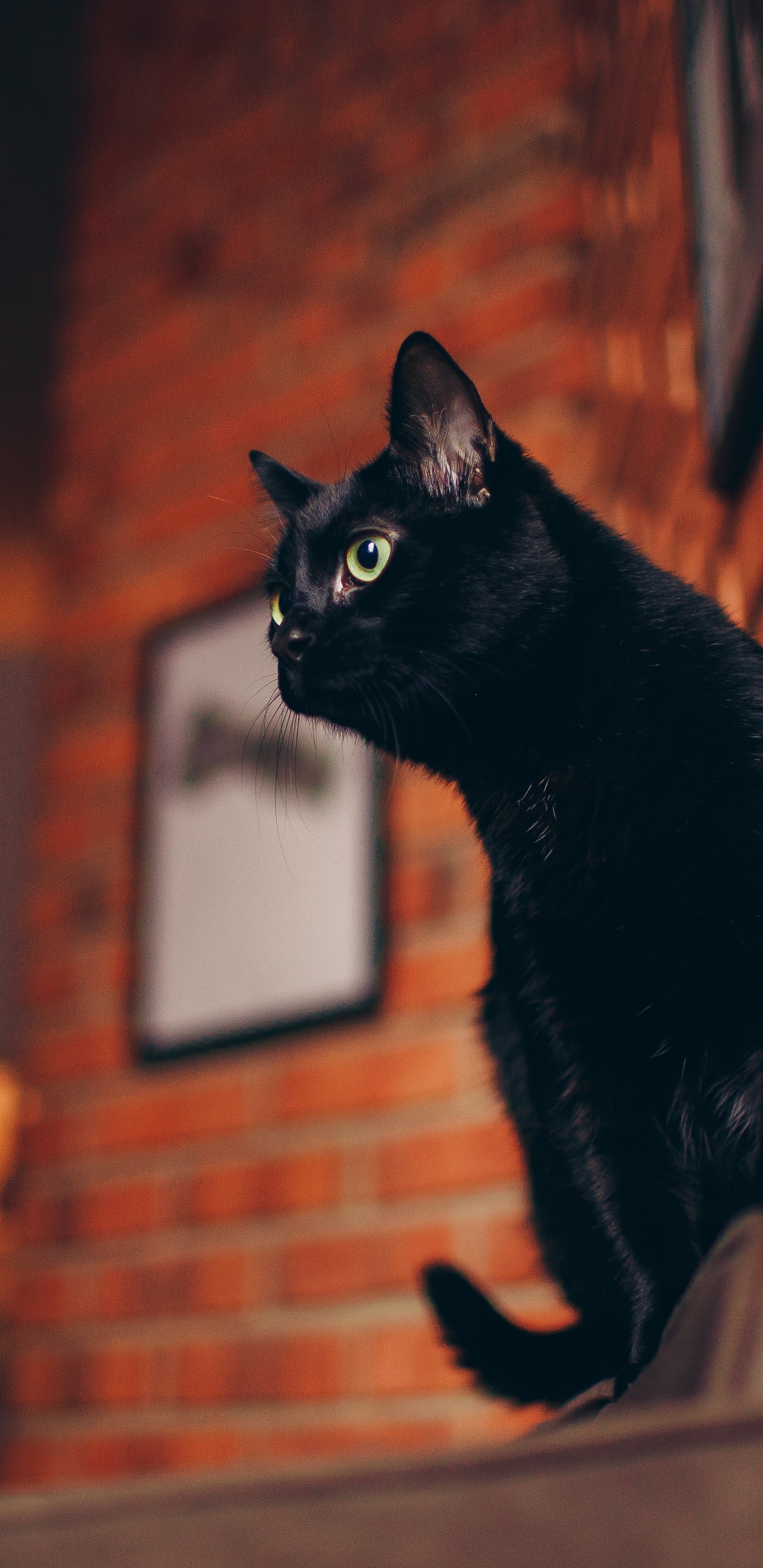 Обои черная кошка, кот, белый кот, биколор кошка, мебель для кошек в разрешении 1440x2960