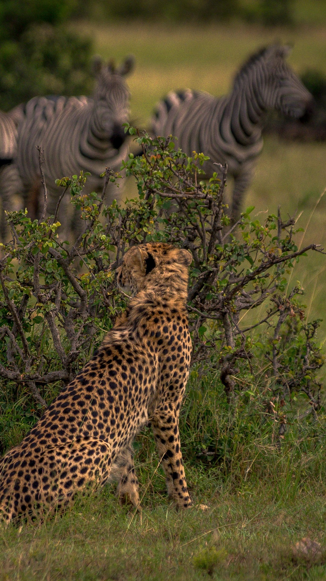 Обои Гепард, кот, Лев, наземные животные, живая природа в разрешении 1080x1920