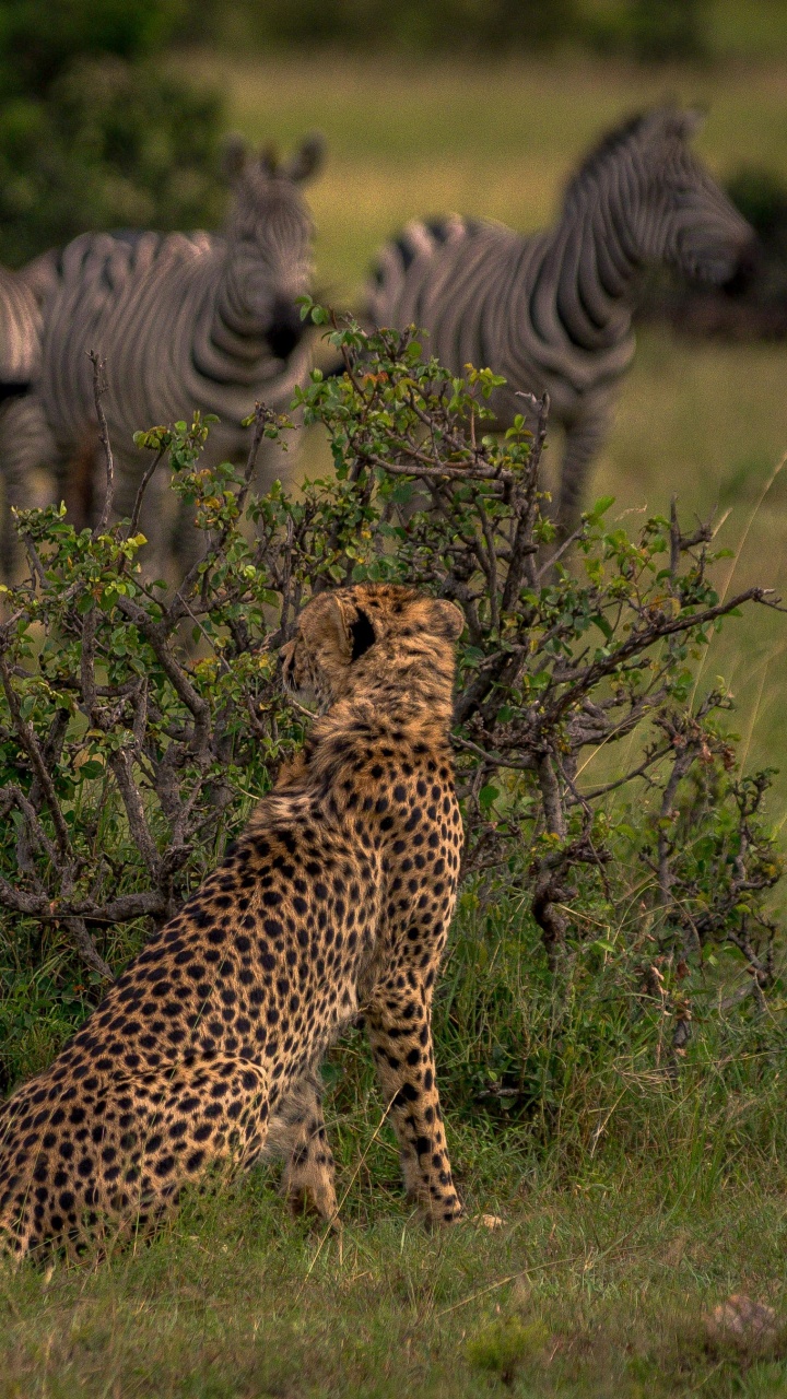 Обои Гепард, кот, Лев, наземные животные, живая природа в разрешении 720x1280