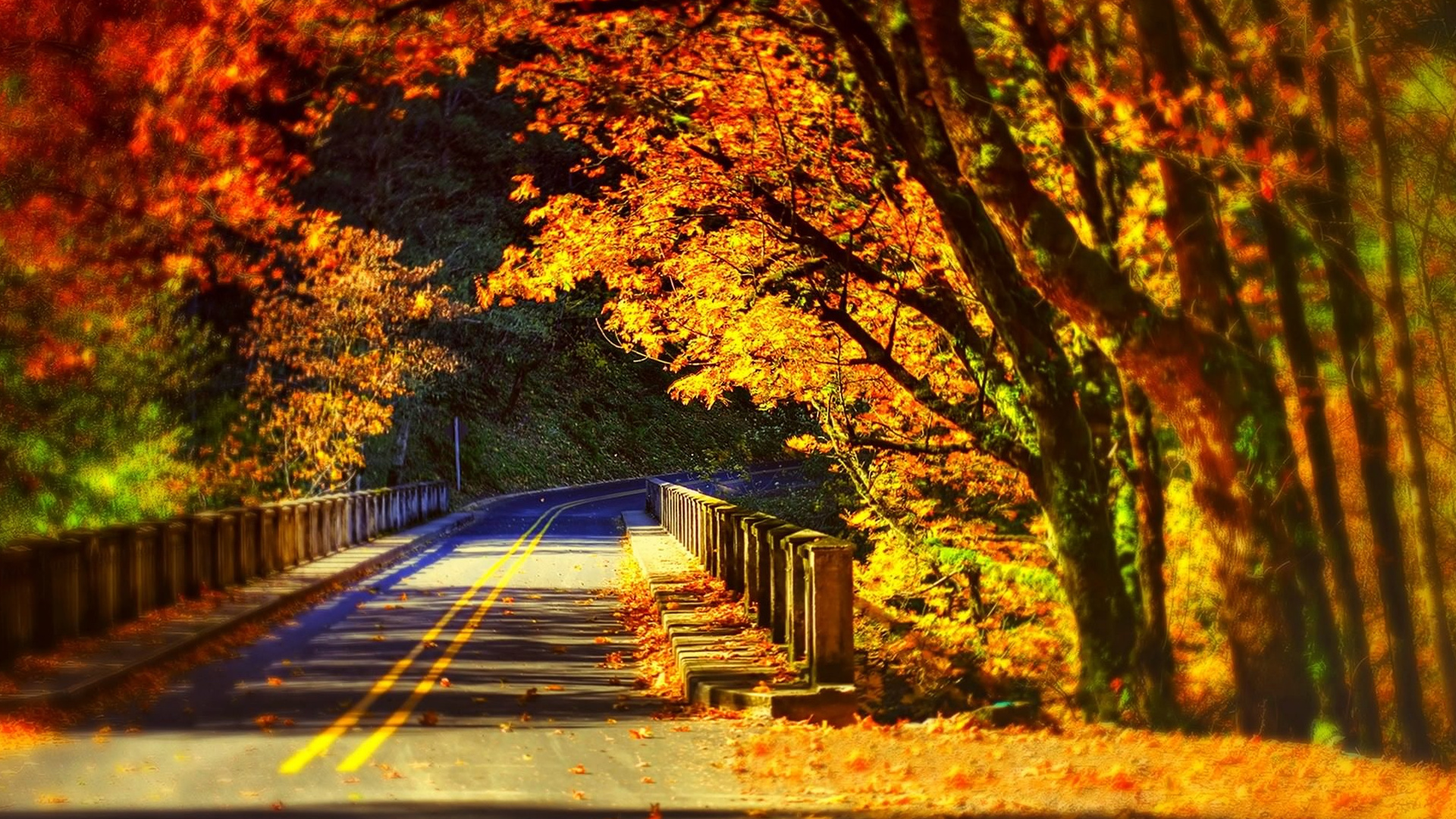 Обои осень, дерево, природа, лист, листопадные в разрешении 1920x1080