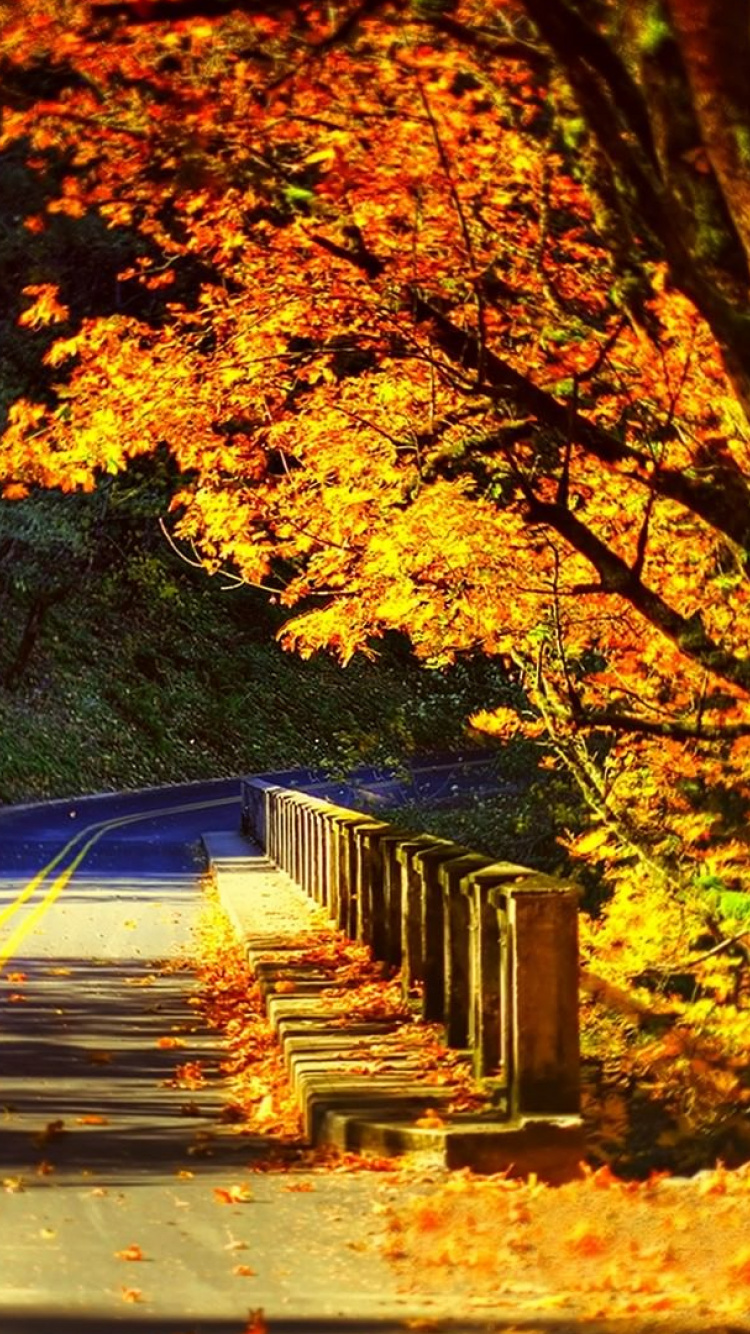 Обои осень, дерево, природа, лист, листопадные в разрешении 750x1334