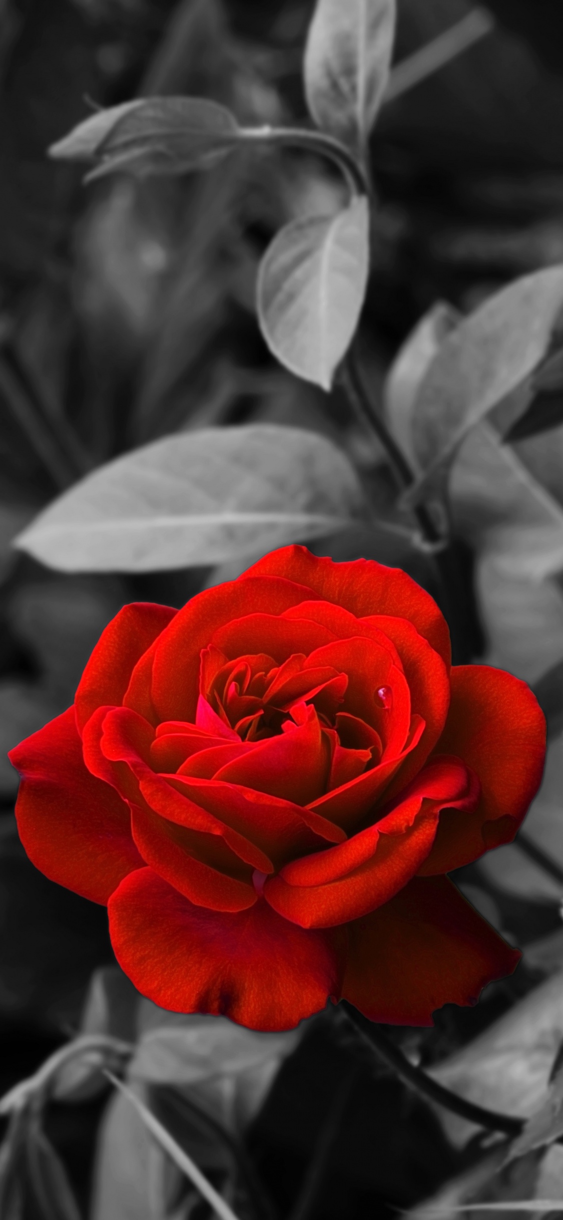 Обои цветок, цветковое растение, красный цвет, лепесток, сад роз в разрешении 1125x2436