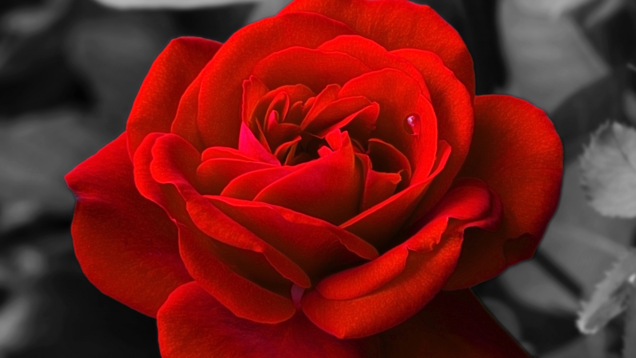 Обои цветок, цветковое растение, красный цвет, лепесток, сад роз в разрешении 1280x720