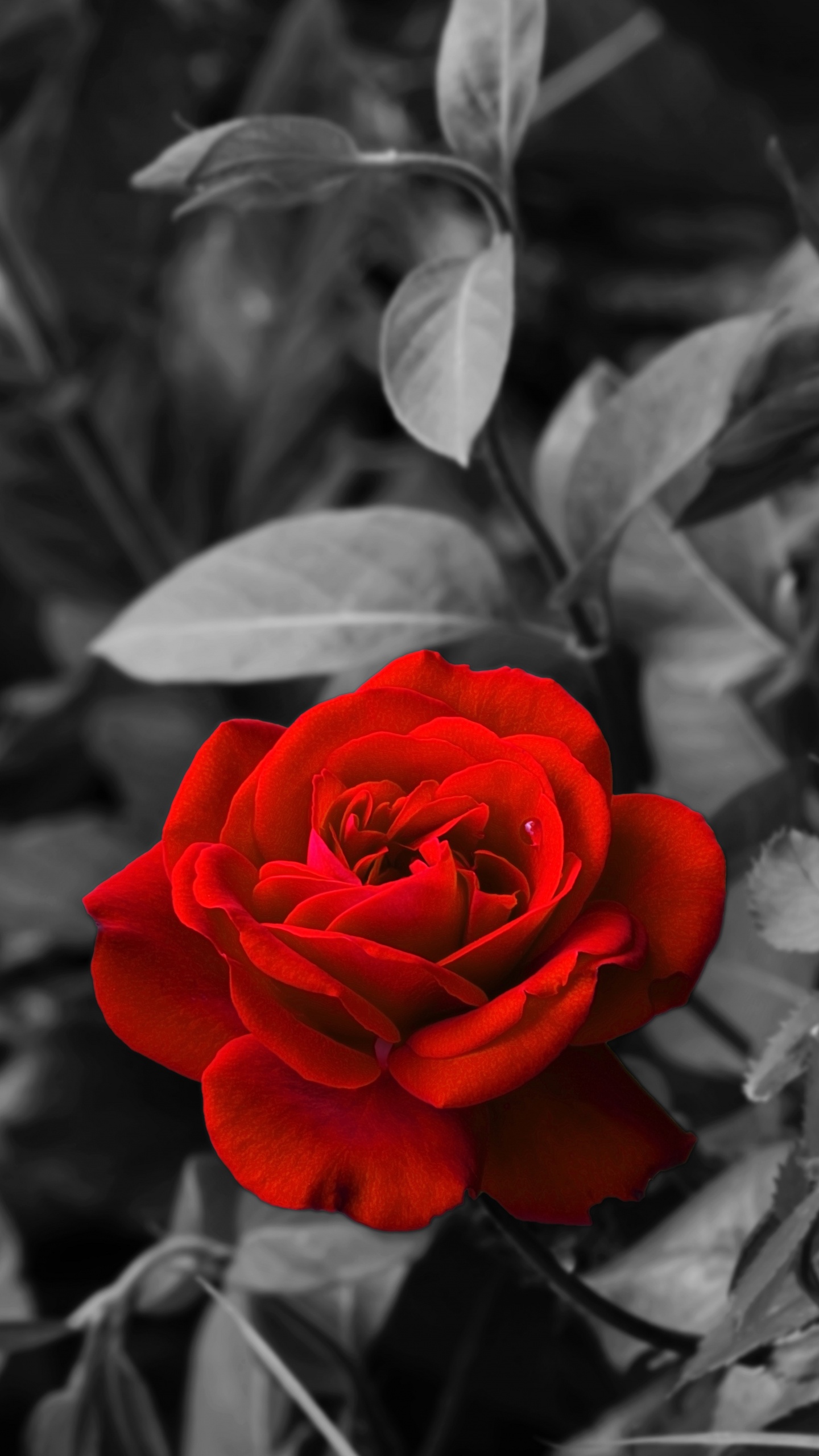 Обои цветок, цветковое растение, красный цвет, лепесток, сад роз в разрешении 1440x2560