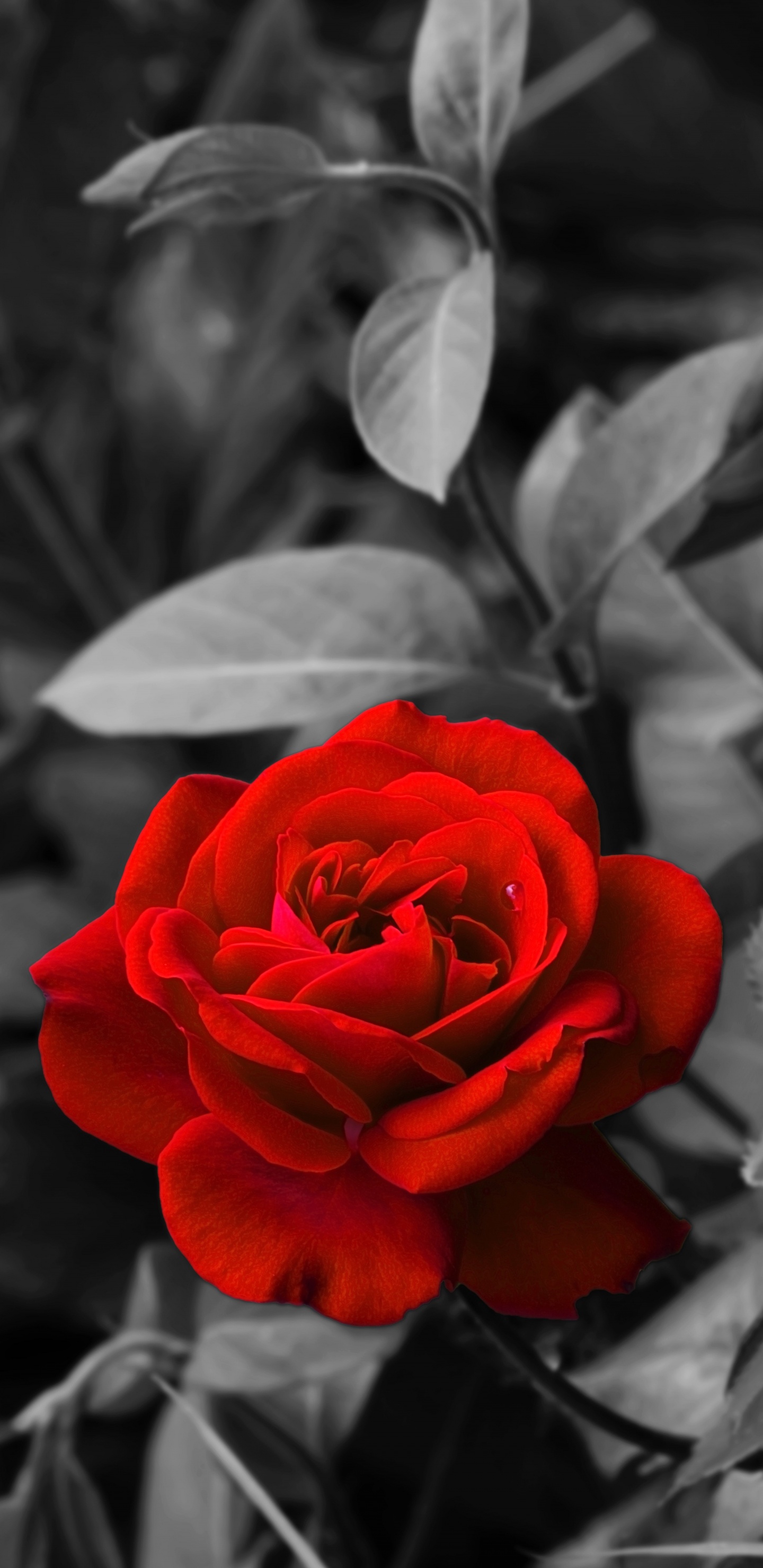 Обои цветок, цветковое растение, красный цвет, лепесток, сад роз в разрешении 1440x2960
