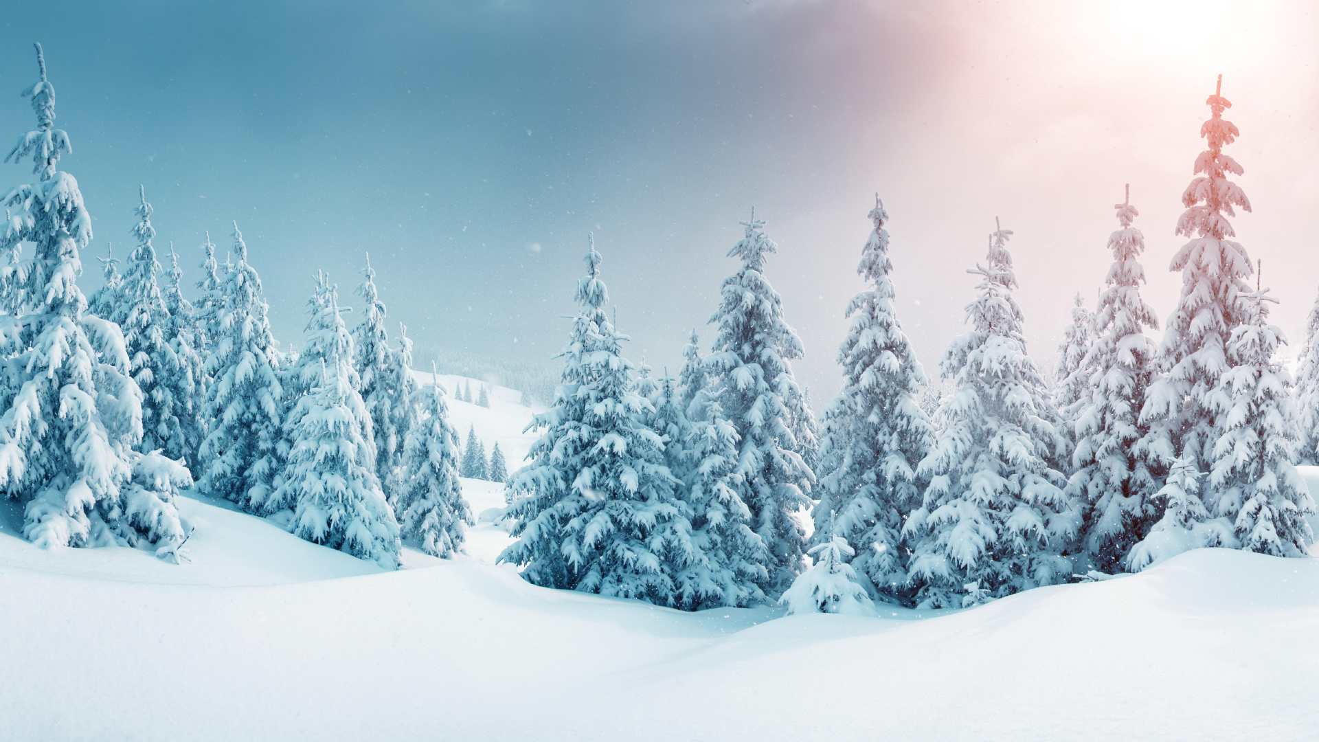 Обои снег, дерево, зима, замораживание, мороз в разрешении 1920x1080. 