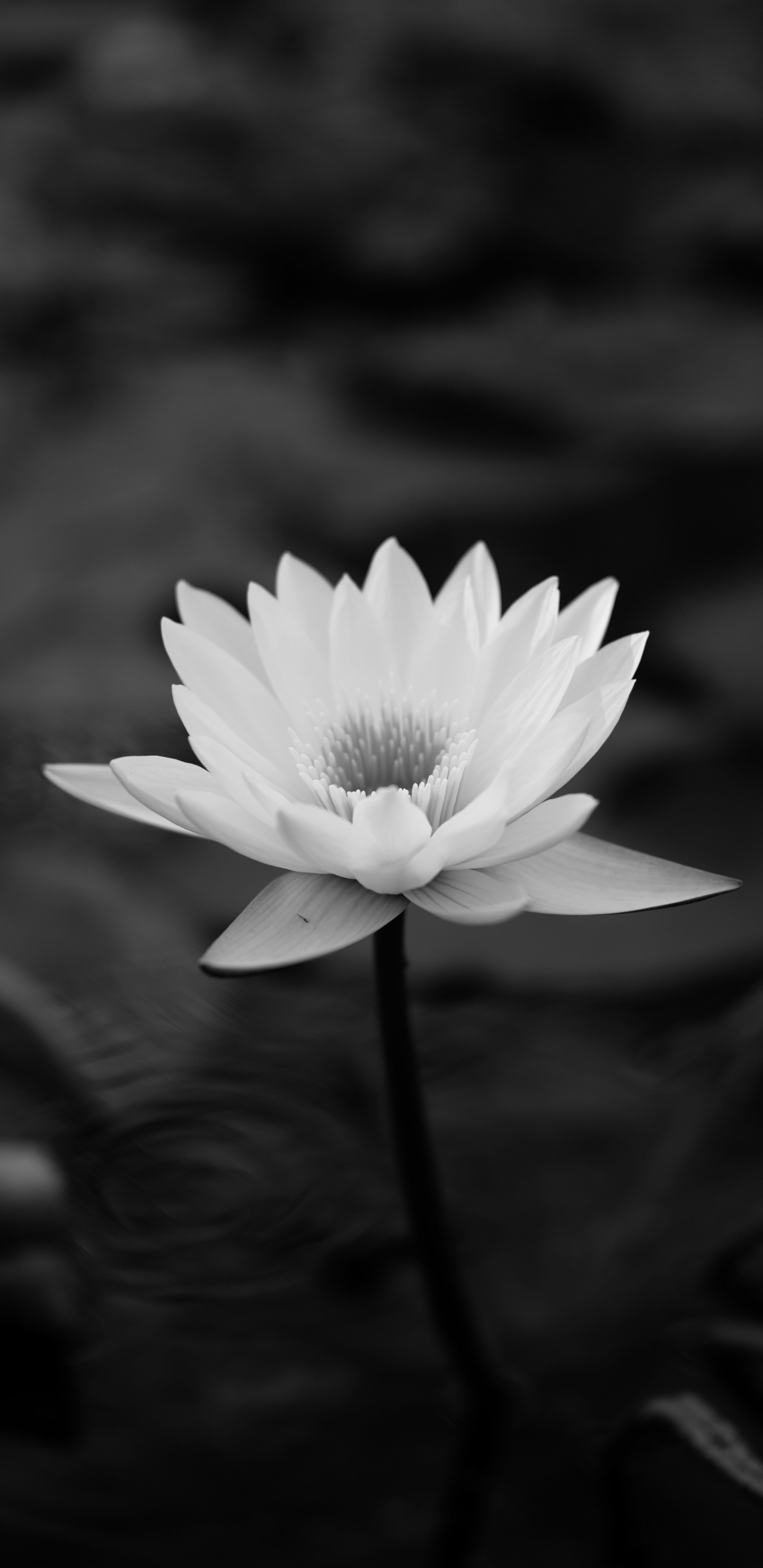 Обои белые, цветок, черный, священный Лотос, природа в разрешении 1440x2960