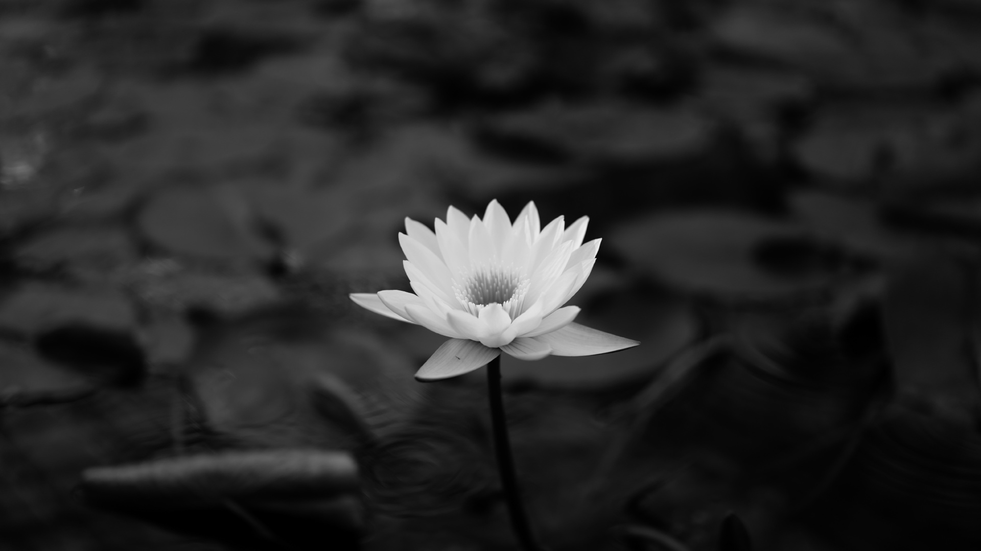 Обои белые, цветок, черный, священный Лотос, природа в разрешении 1920x1080...
