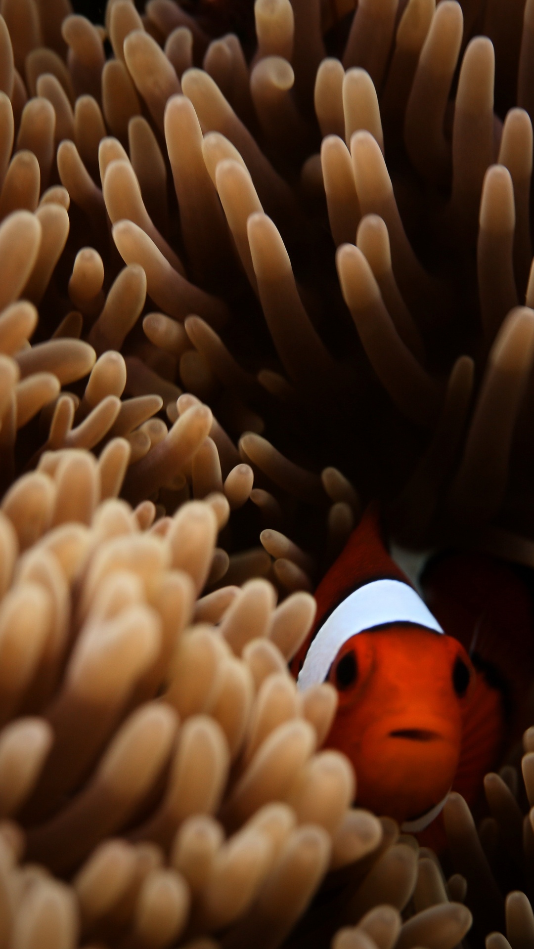 Обои рыба, актиния, анемона рыбы, подземные воды, Помацентровые в разрешении 1080x1920