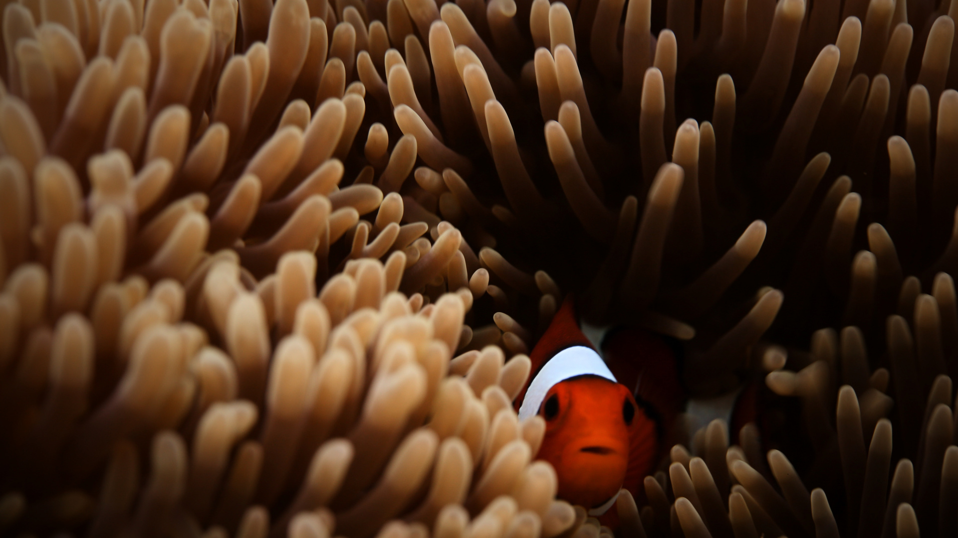 Обои рыба, актиния, анемона рыбы, подземные воды, Помацентровые в разрешении 1920x1080