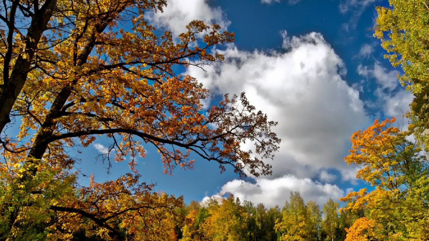 Обои дерево, природа, облако, осень, древесные растения в разрешении 1366x768