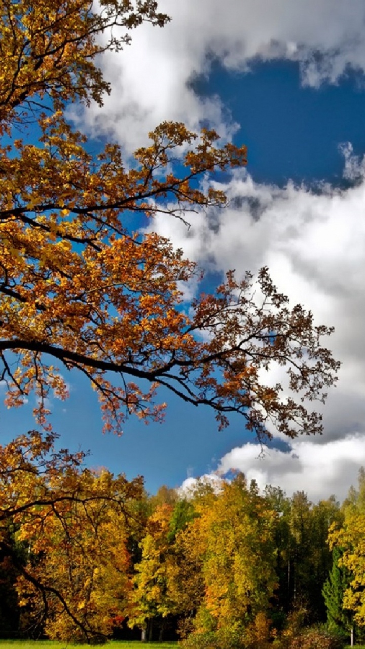Обои дерево, природа, облако, осень, древесные растения в разрешении 720x1280