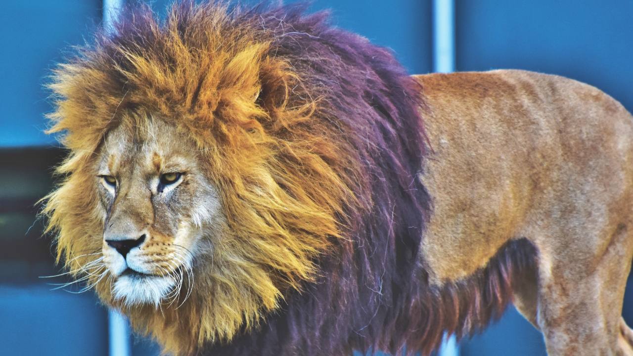 Обои Лев, волосы, живая природа, кошачьих, масаи Лев в разрешении 1280x720