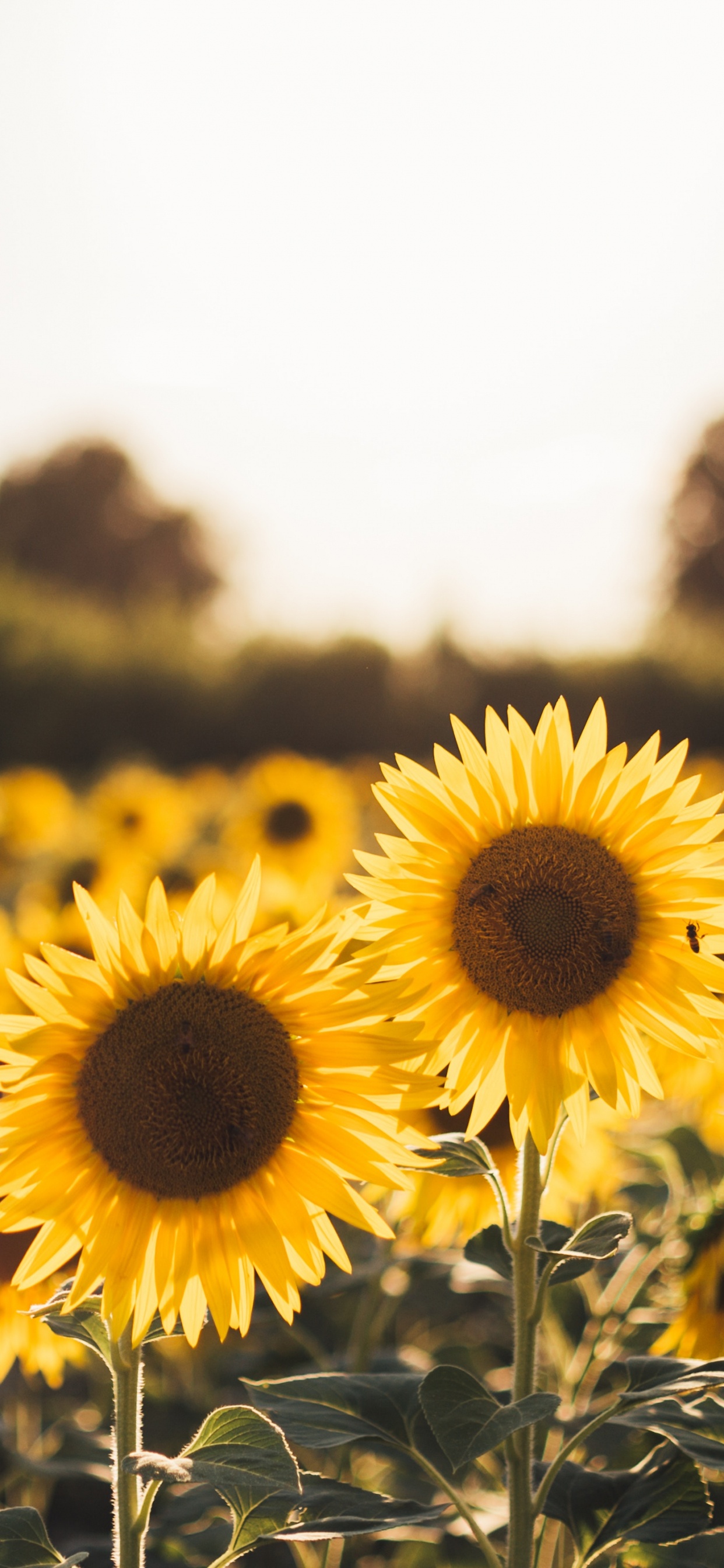 Обои цветок, природа, желтый, растение, поле в разрешении 1242x2688