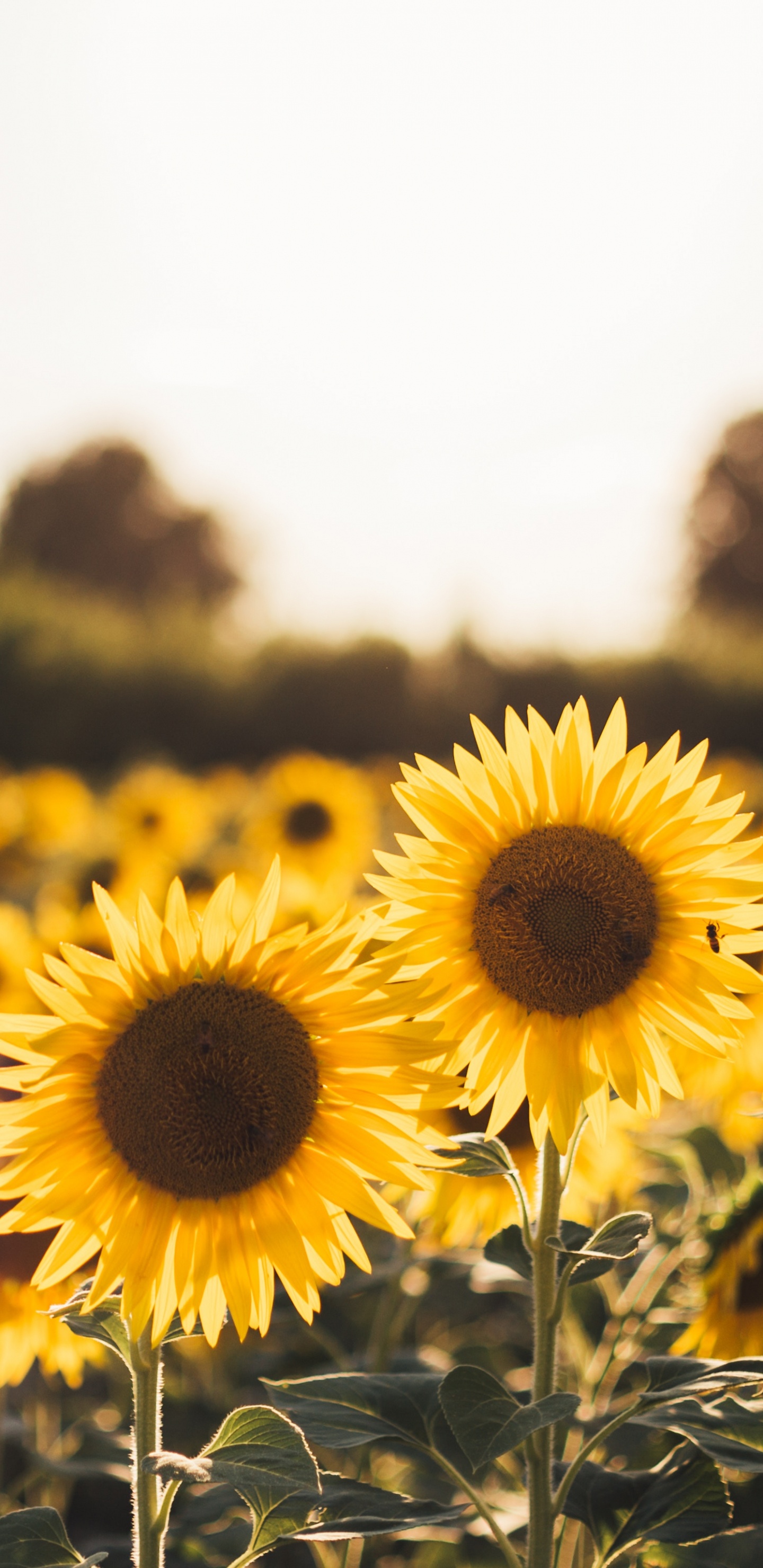 Обои цветок, природа, желтый, растение, поле в разрешении 1440x2960