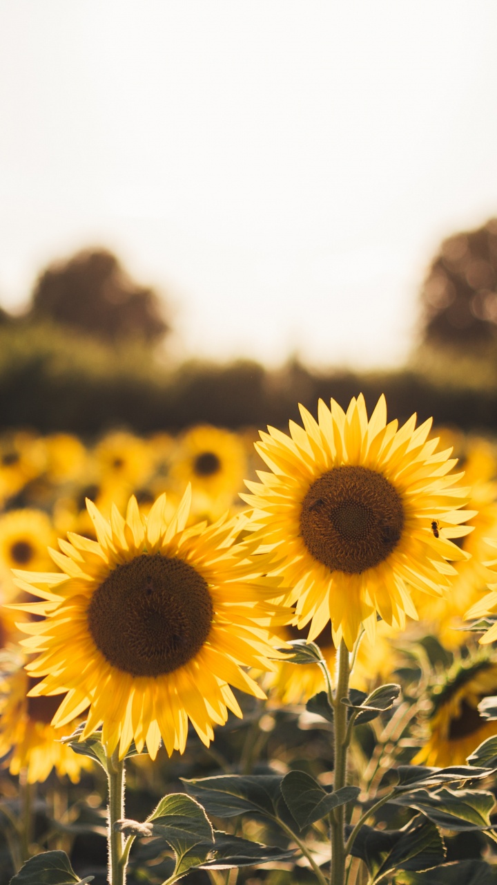 Обои цветок, природа, желтый, растение, поле в разрешении 720x1280