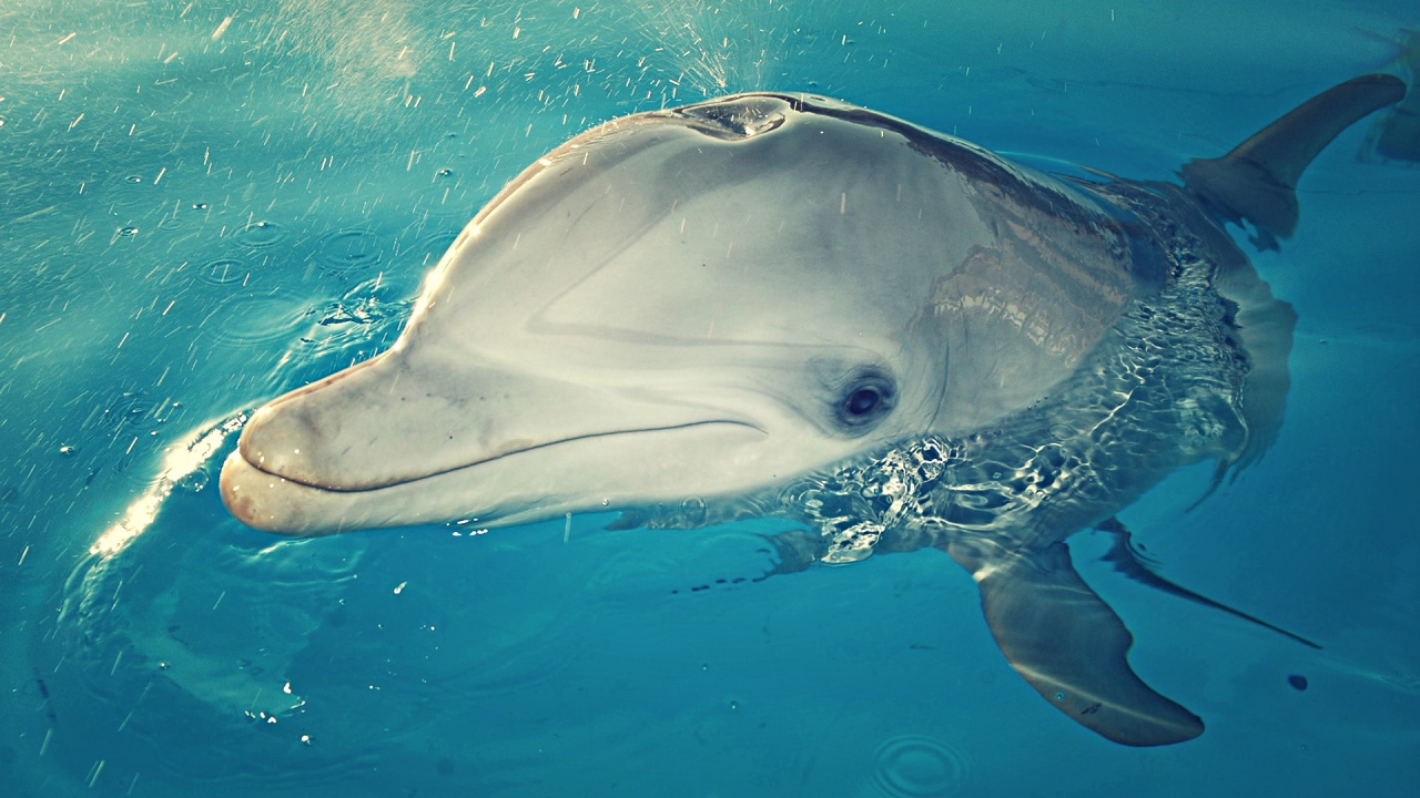 Обои Дельфин, морская биология, вода, стенелла, воды в разрешении 1280x720