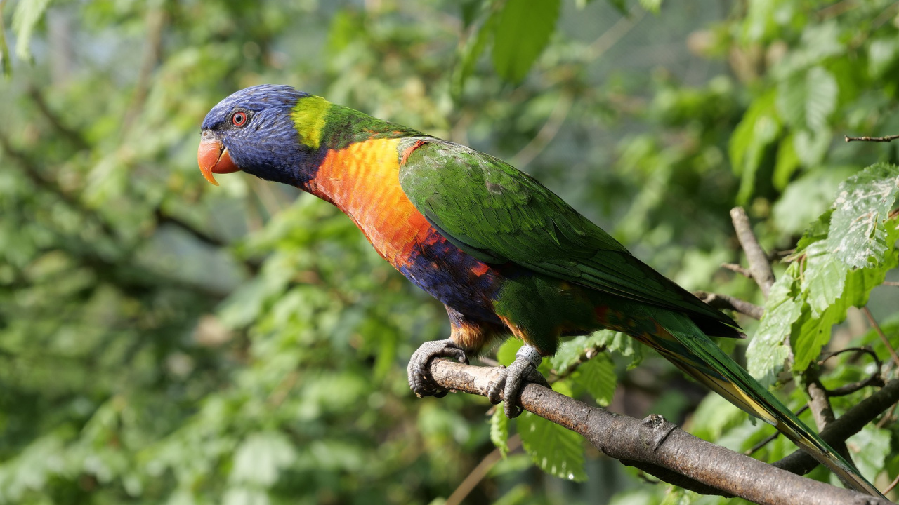 Обои Радужный лорикет, длиннохвостый попугай, клюв, птица, попугай в разрешении 1280x720