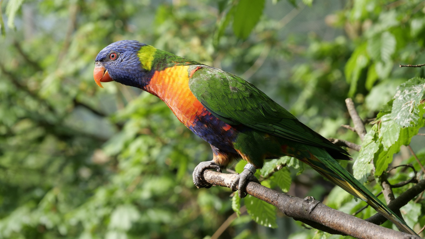 Обои Радужный лорикет, длиннохвостый попугай, клюв, птица, попугай в разрешении 1366x768